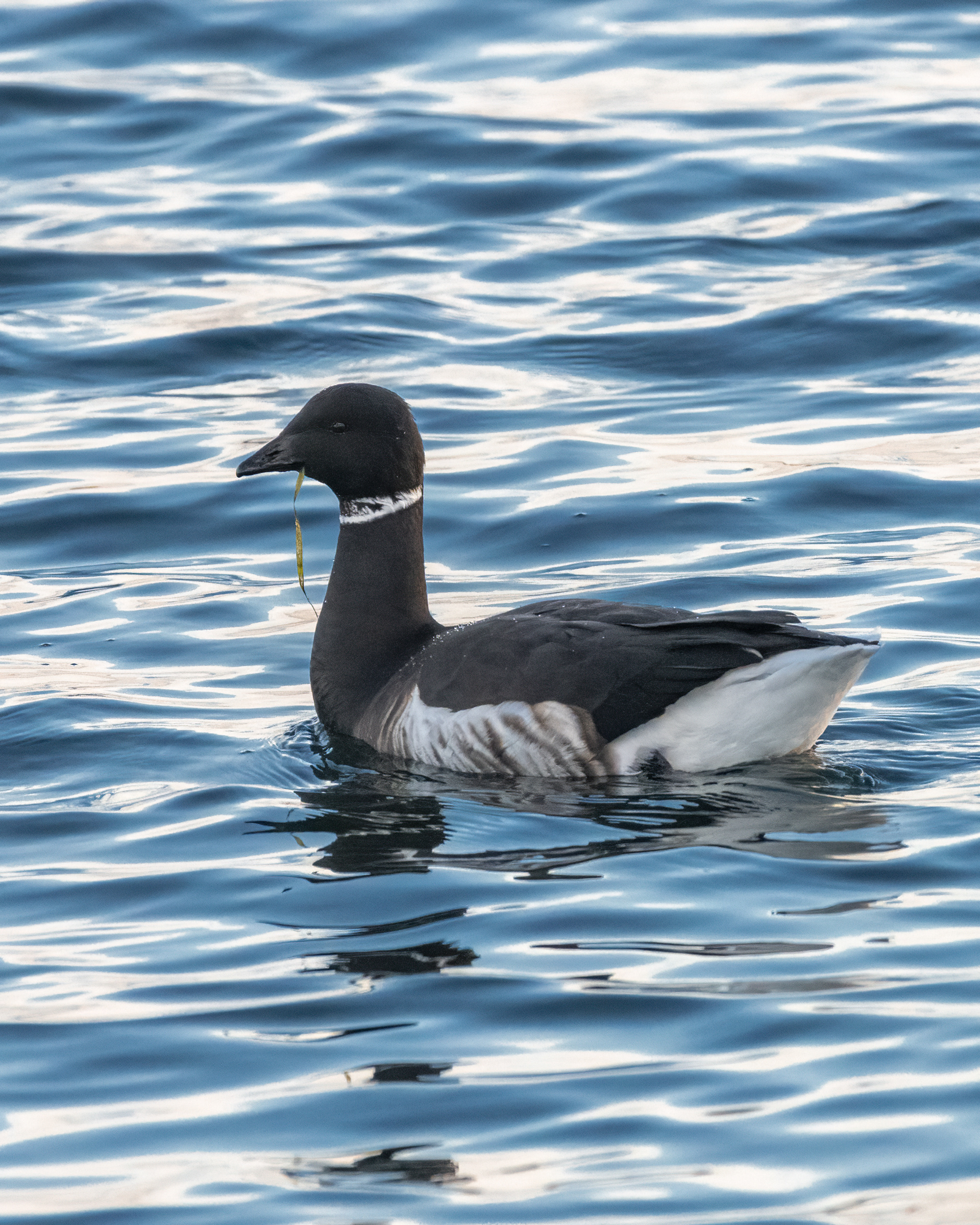 Brant | Branta bernicla