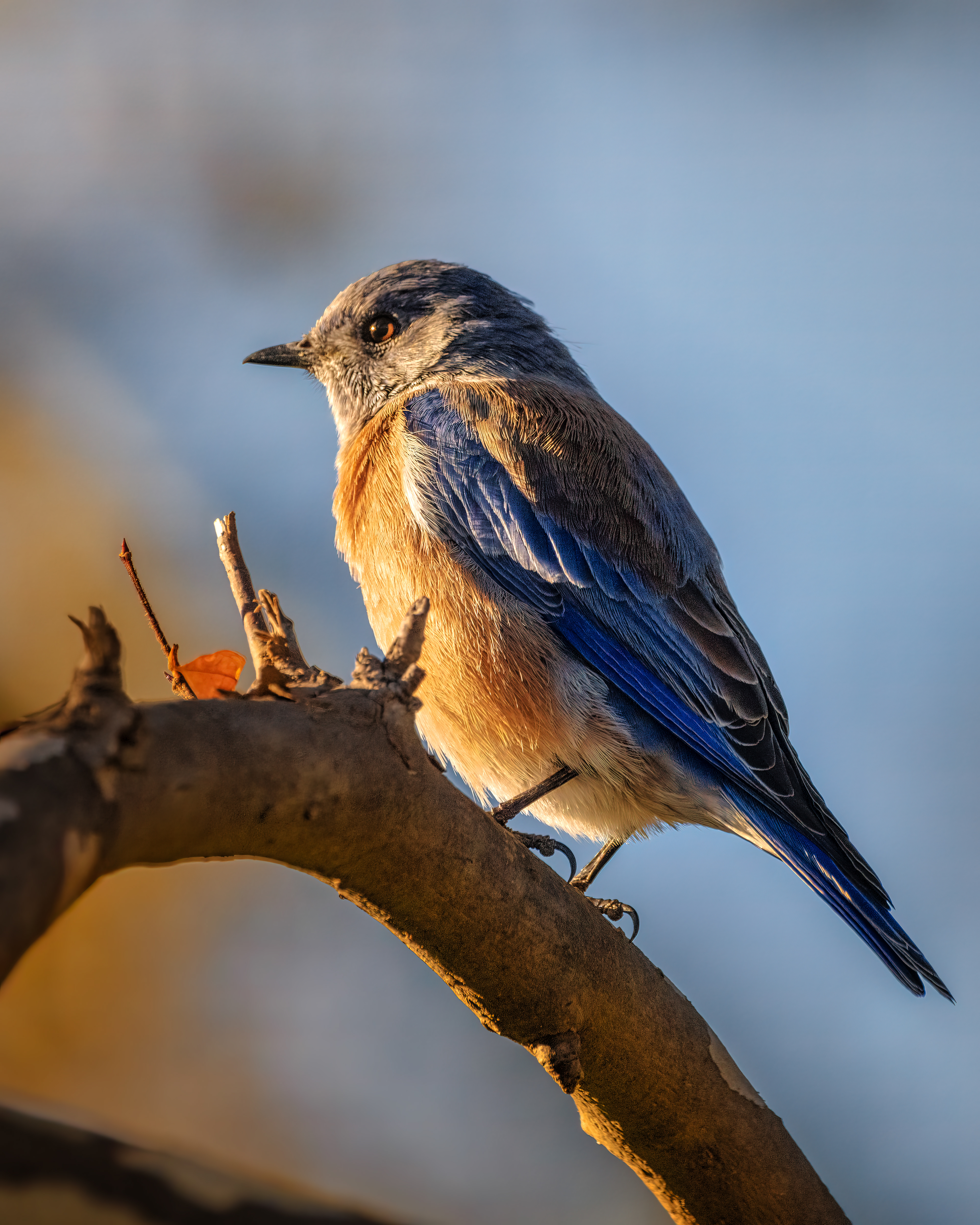 Western Bluebird | Sialia mexicana