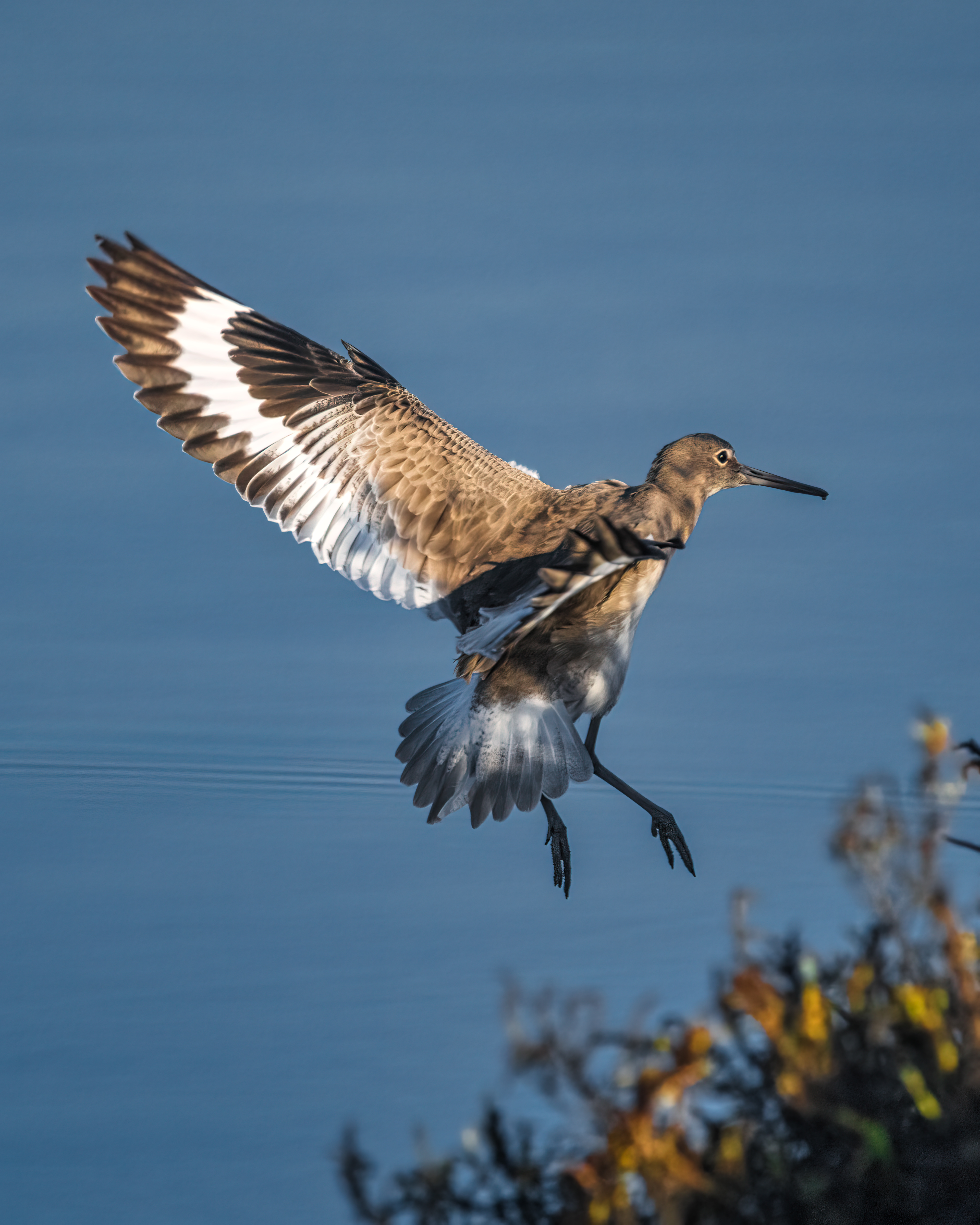Willet | Tringa semipalmata