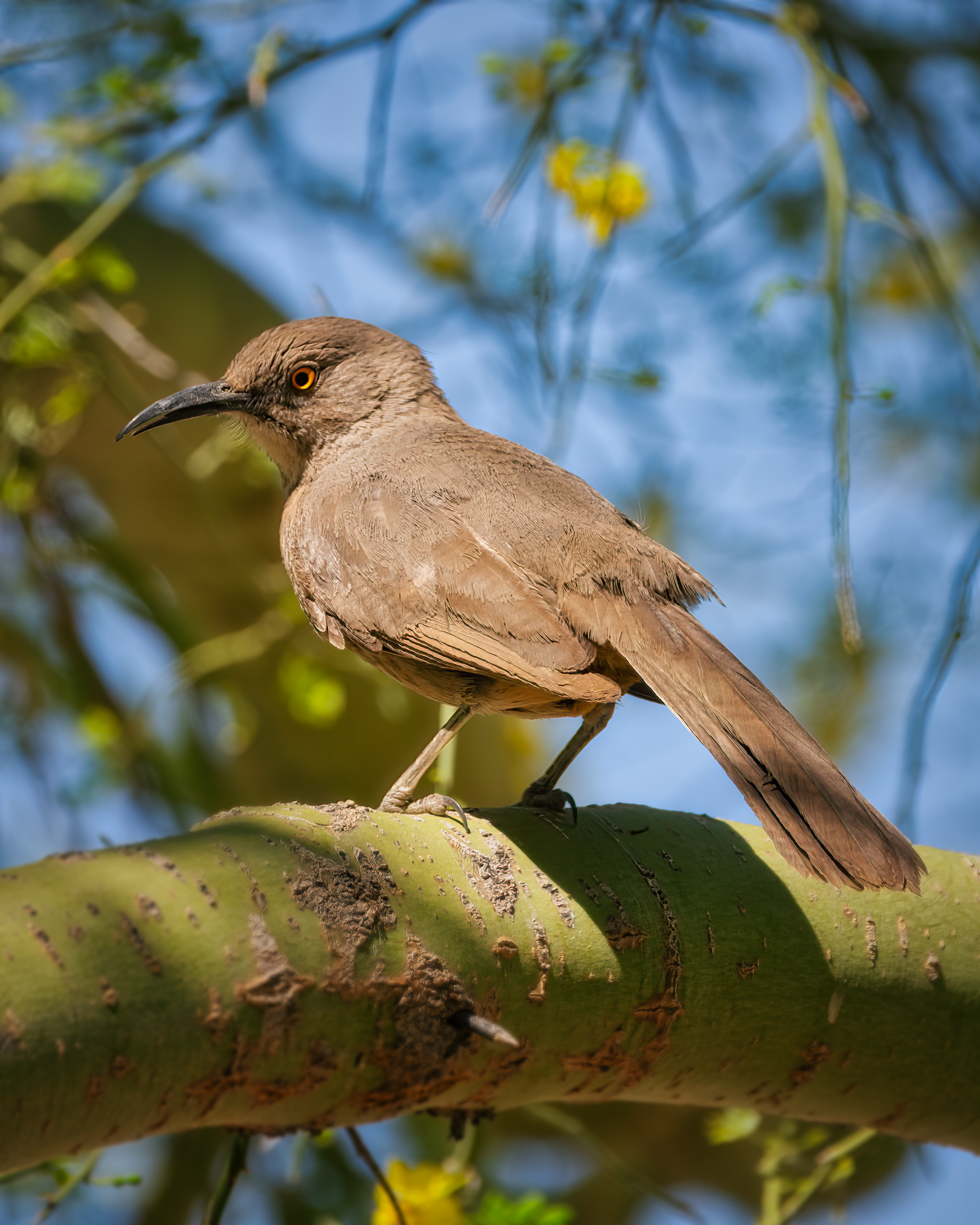 Curve-billed Thrasher | Toxostoma curvirostre
