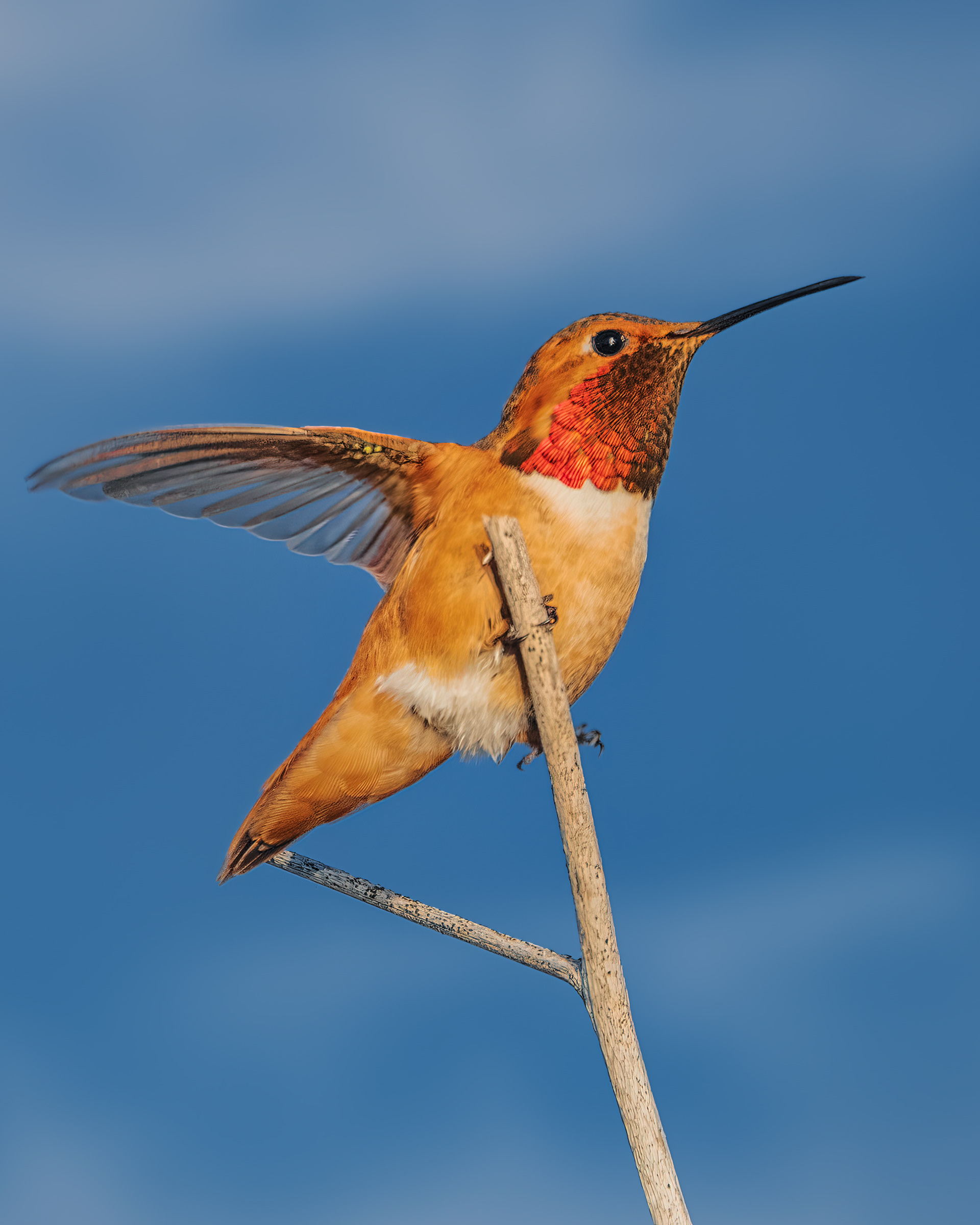 Allen's Hummingbird | Selasphorus sasin