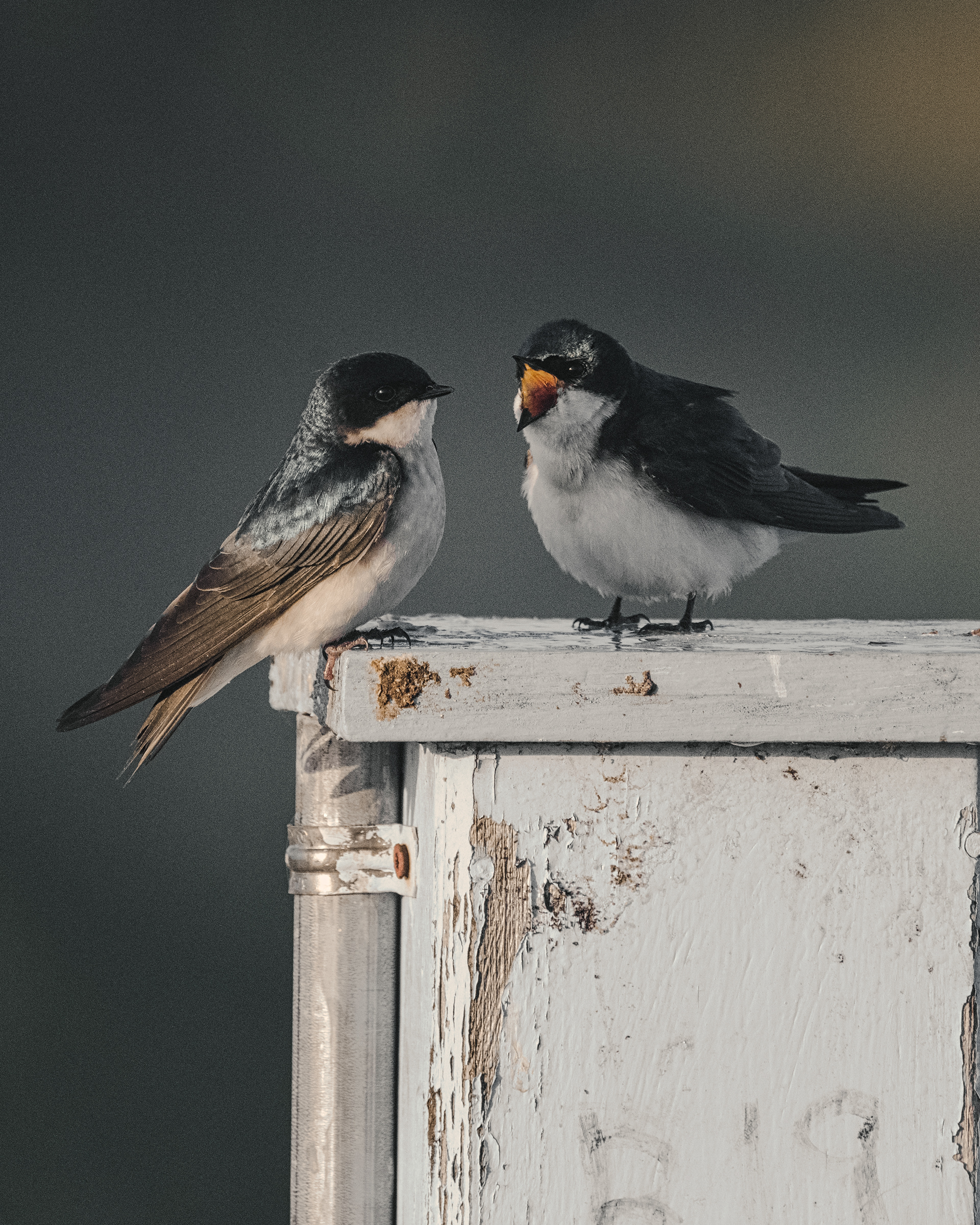 Tree Swallow | Tachycineta bicolor