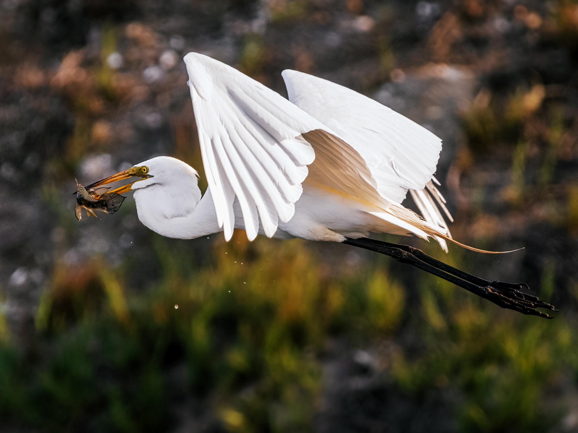 Great Egret | Ardea alba