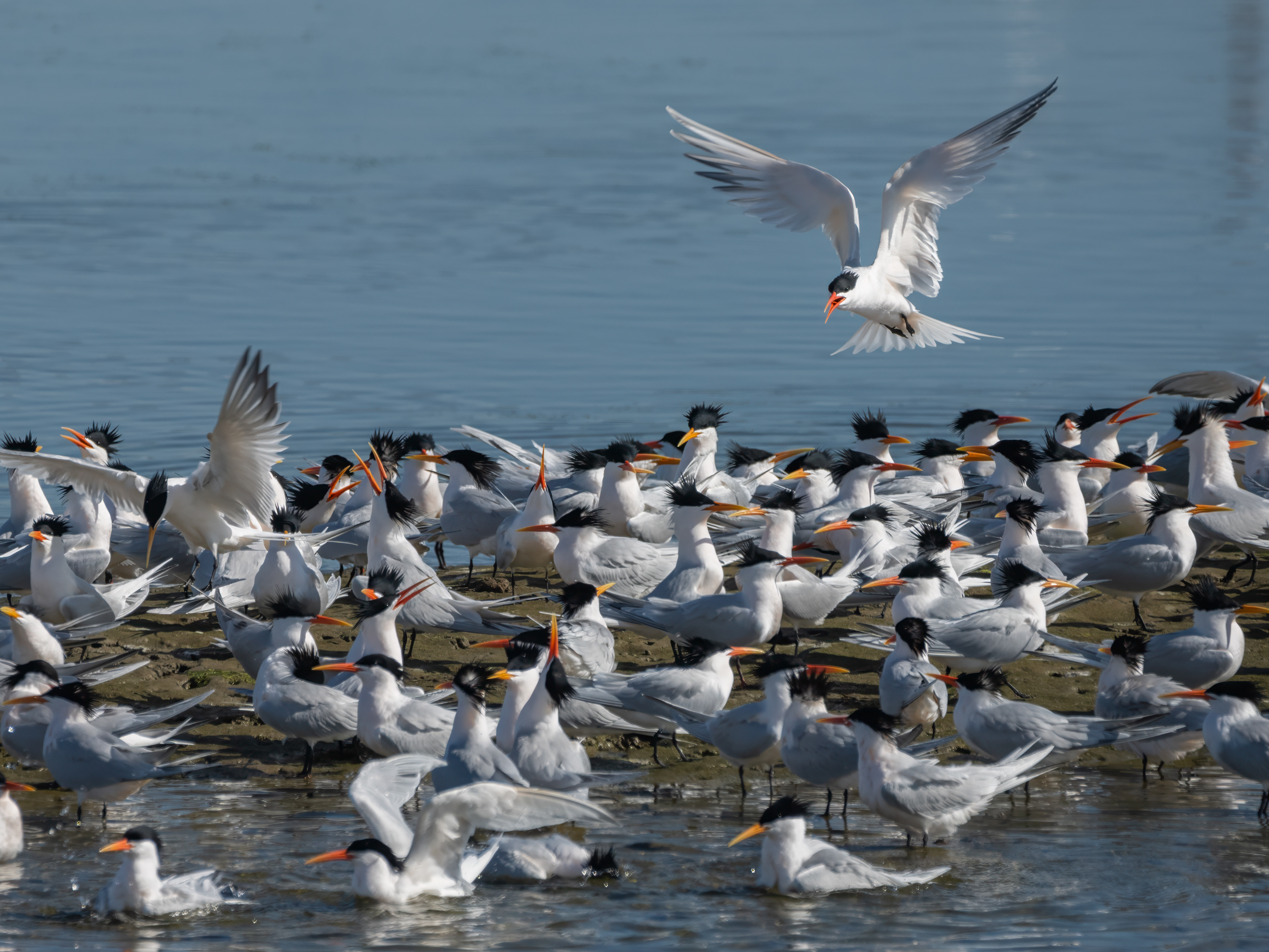 Royal Tern | Thalasseus maximus