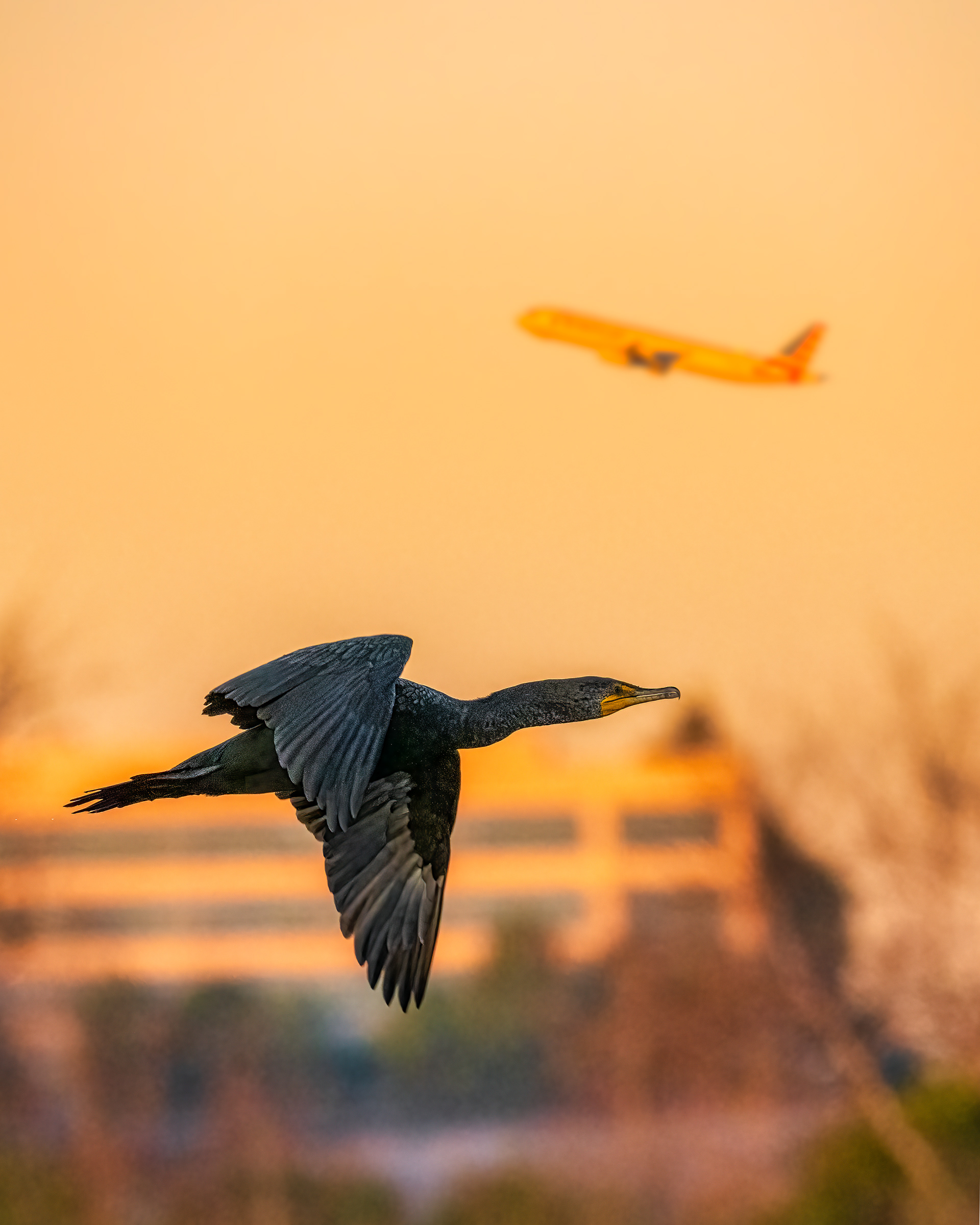 Double-crested Cormorant | Nannopterum auritum