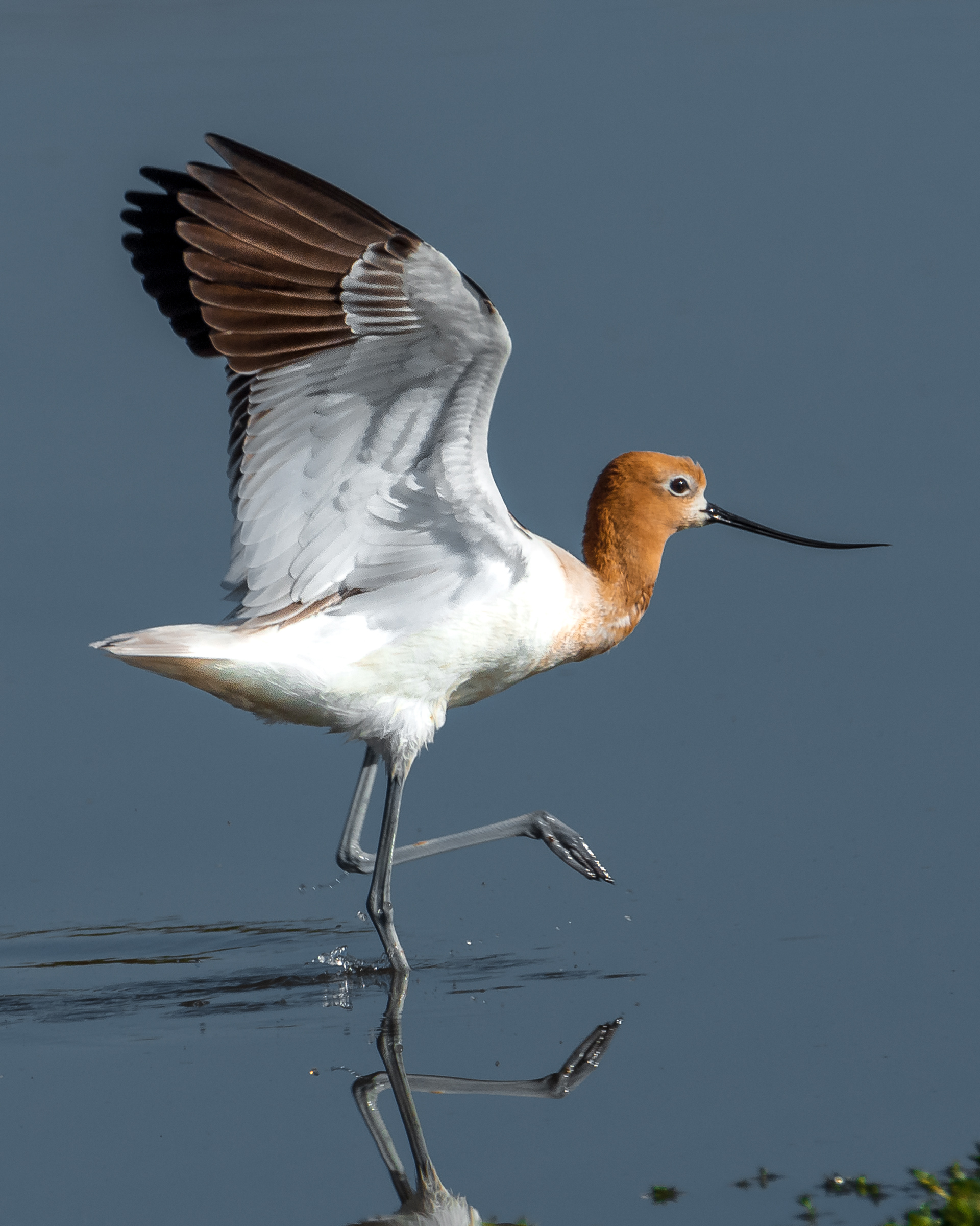 American Avocet | Recurvirostra americana
