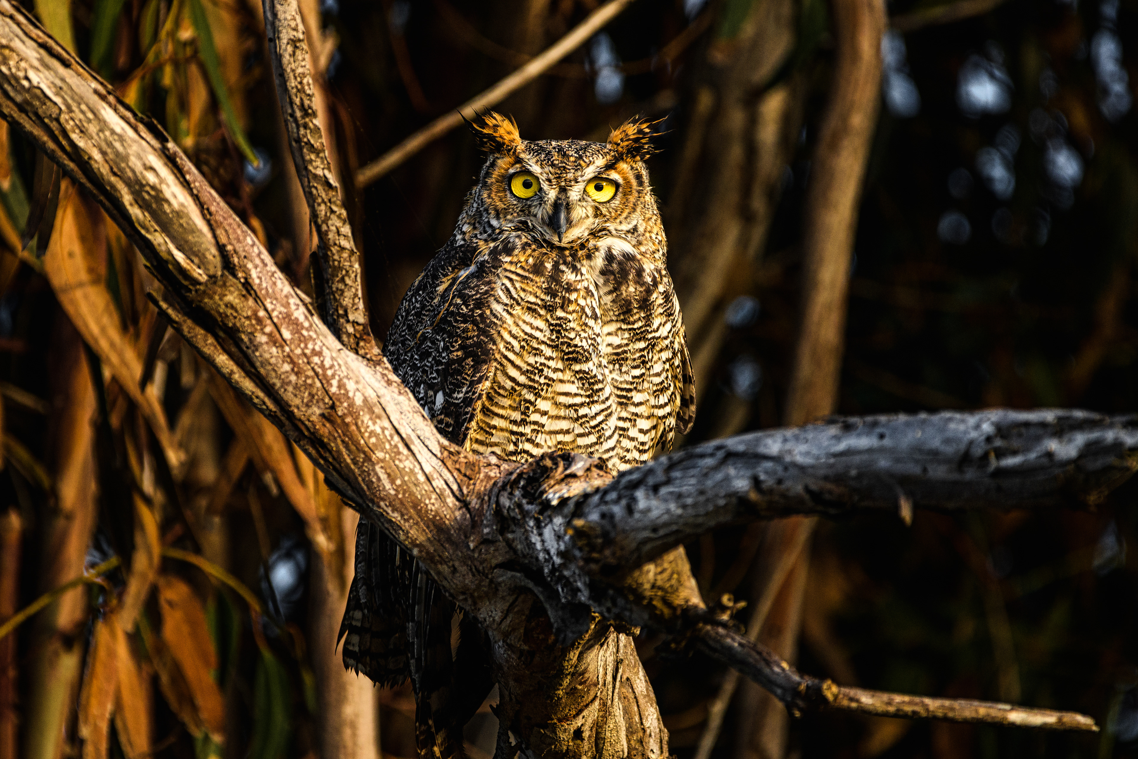 Great Horned Owl | Bubo virginianus