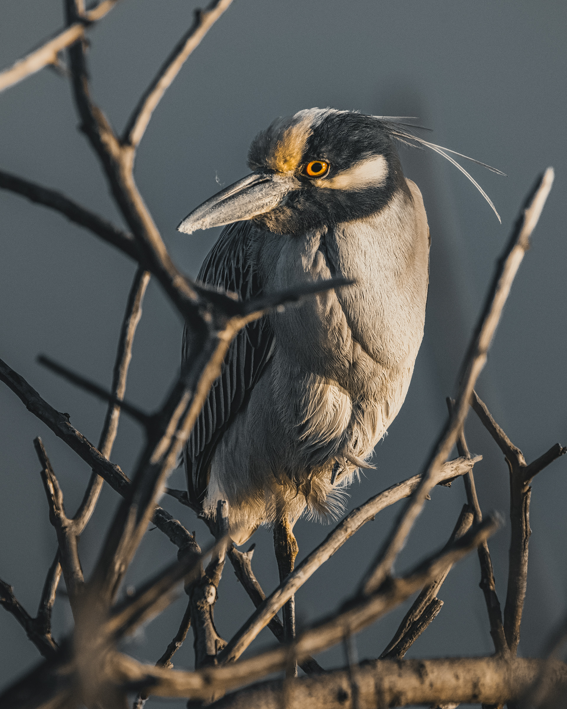 Yellow-crowned Night Heron | Nyctanassa violacea