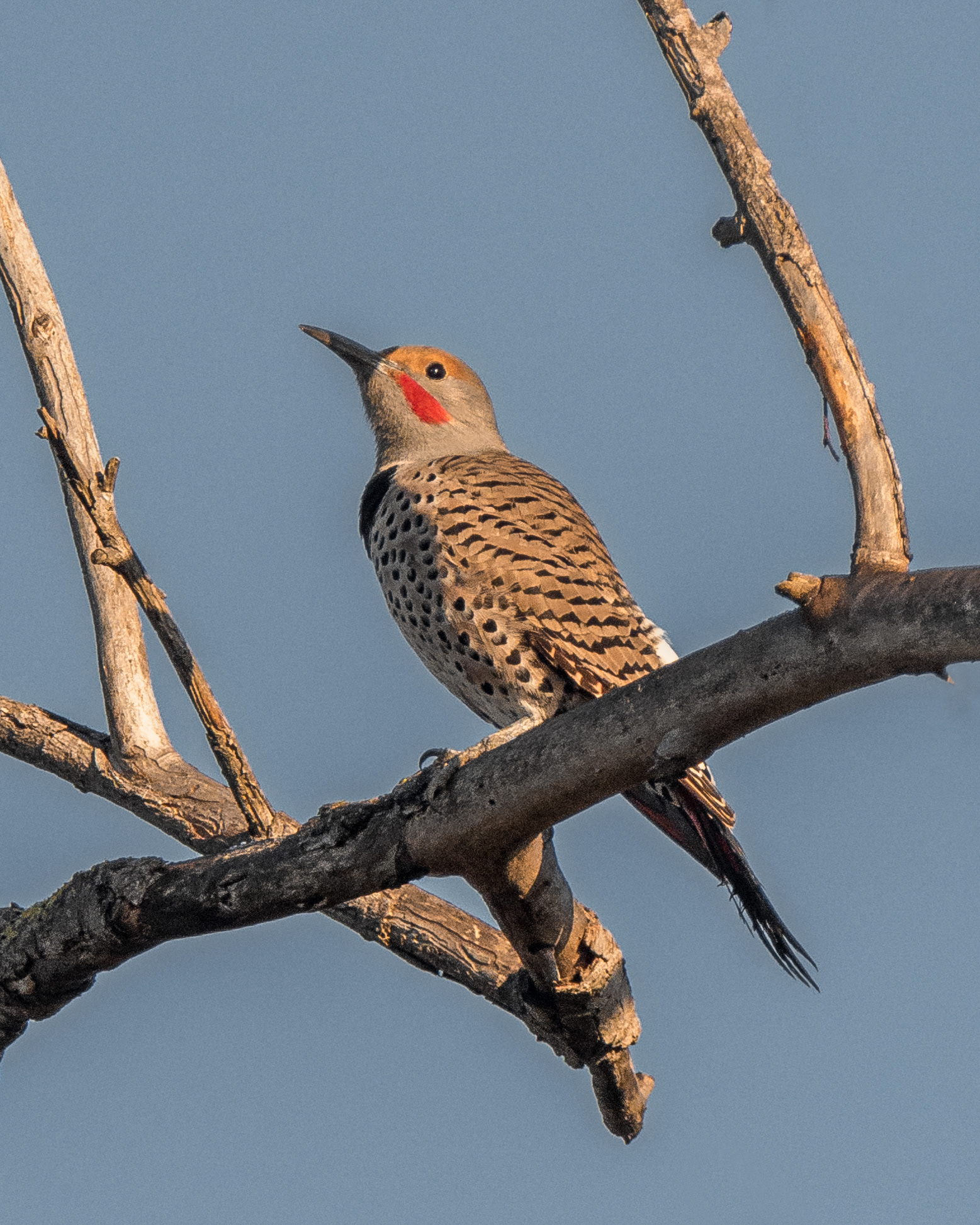 Northern Flicker | Colaptes auratus