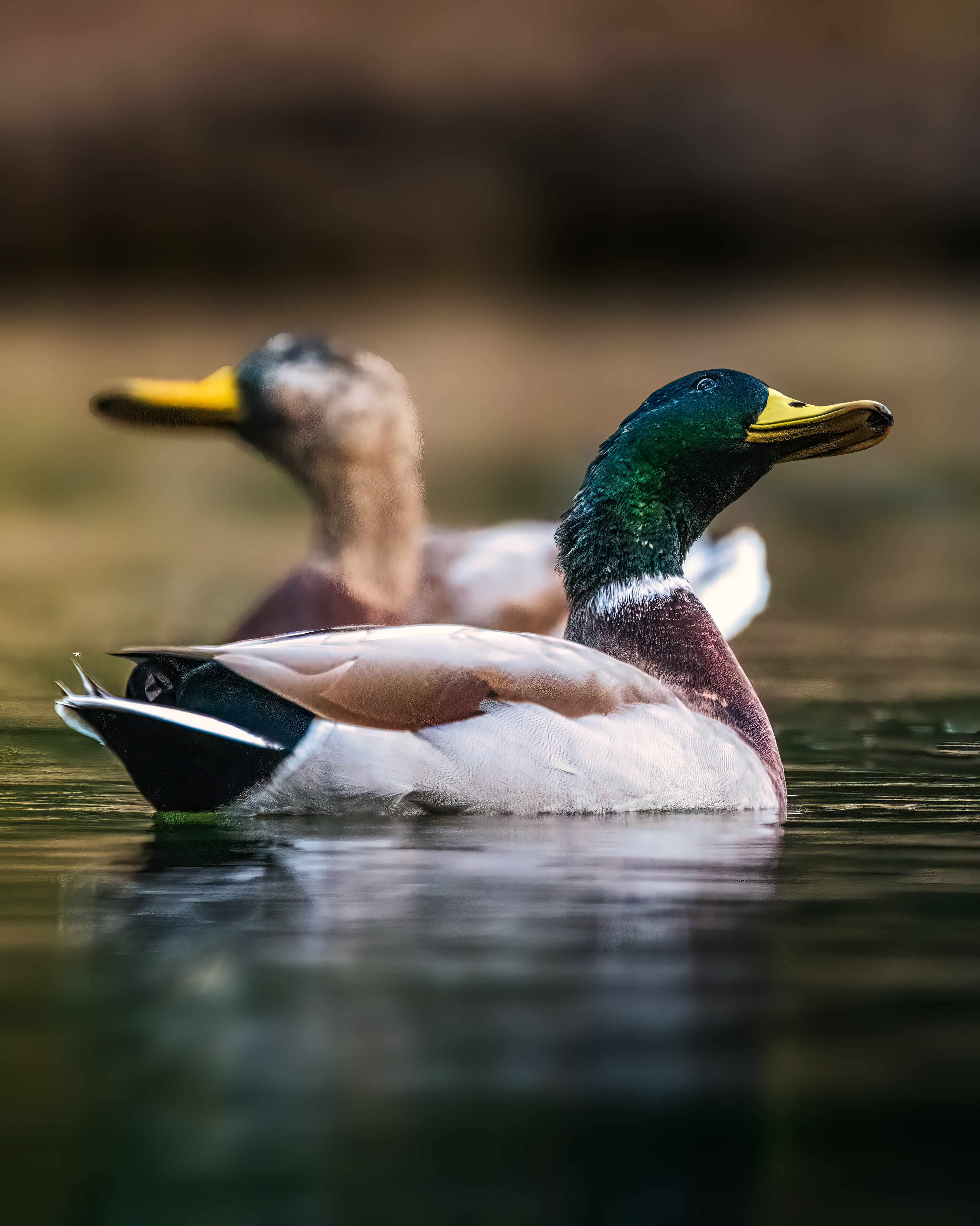 Mallard | Anas platyrhynchos