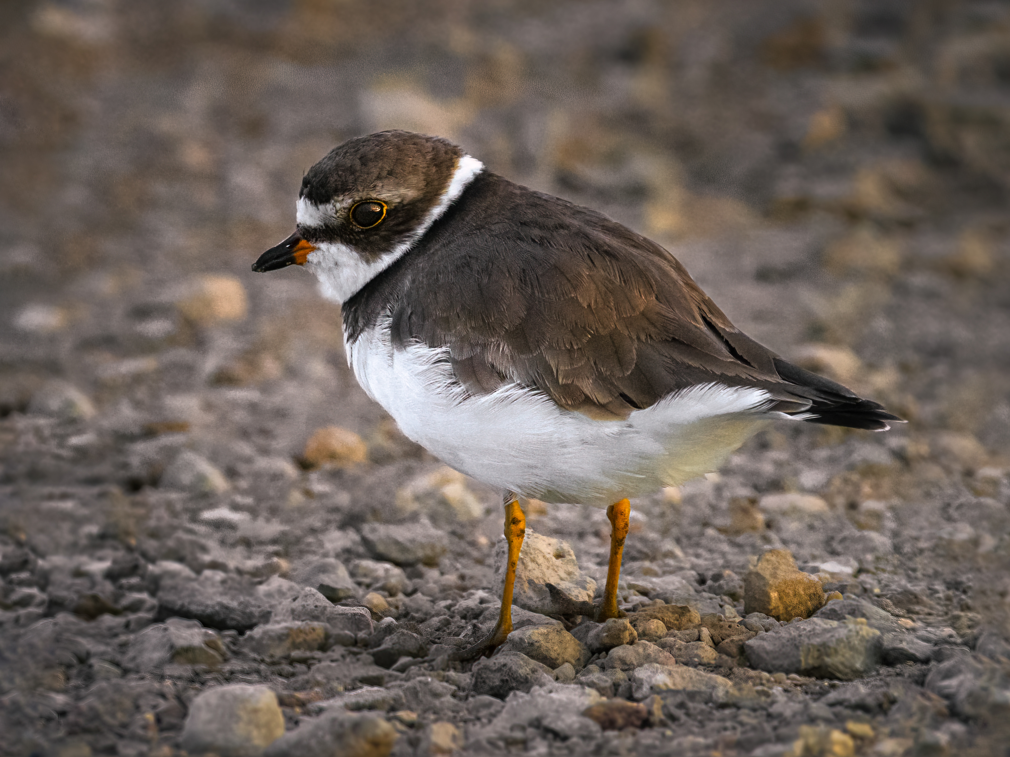 Semipalmated Plover | Charadrius semipalmatus