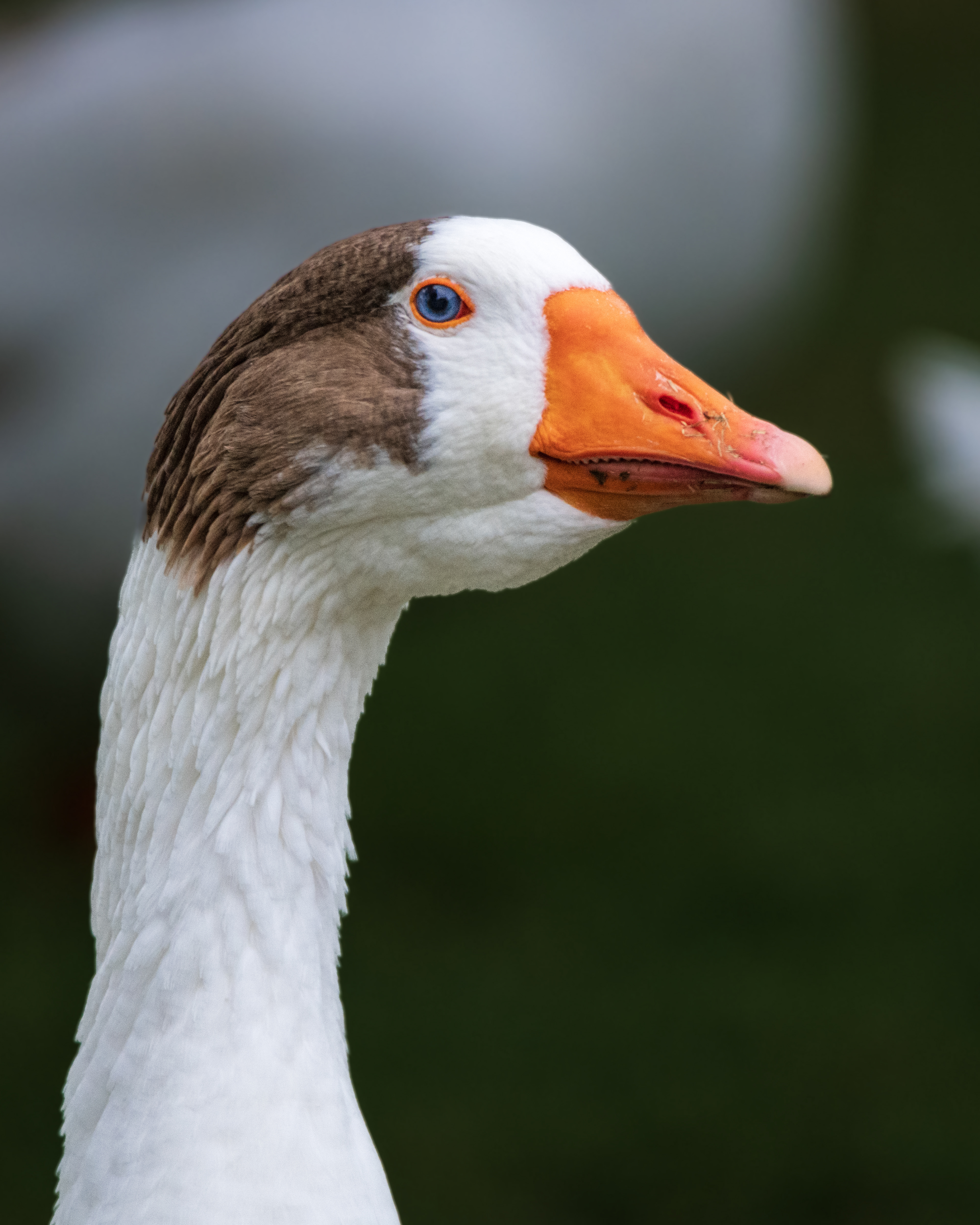 Domestic Greylag Goose | Anser anser domesticus