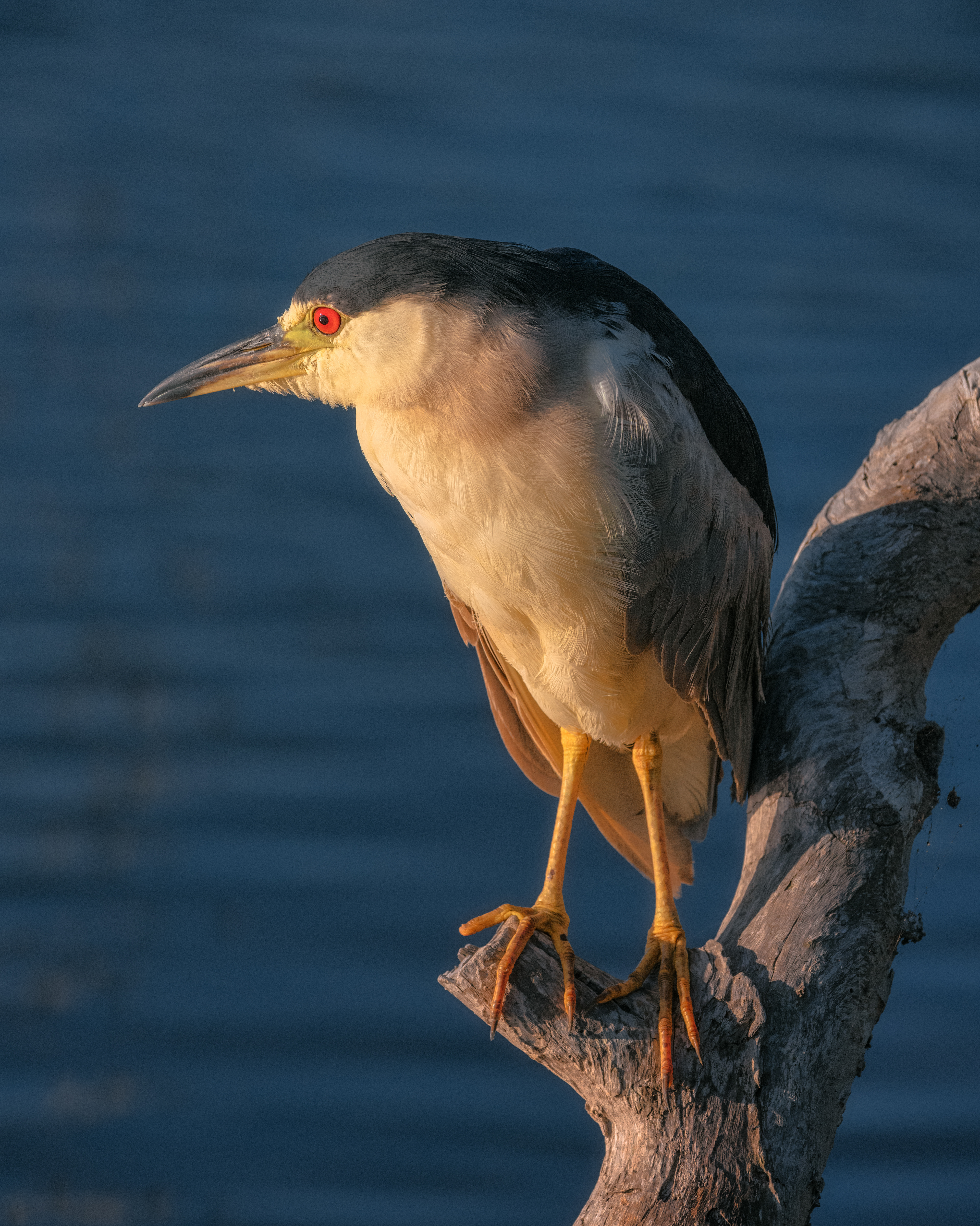Black Crowned Night Heron | Nycticorax nycticorax