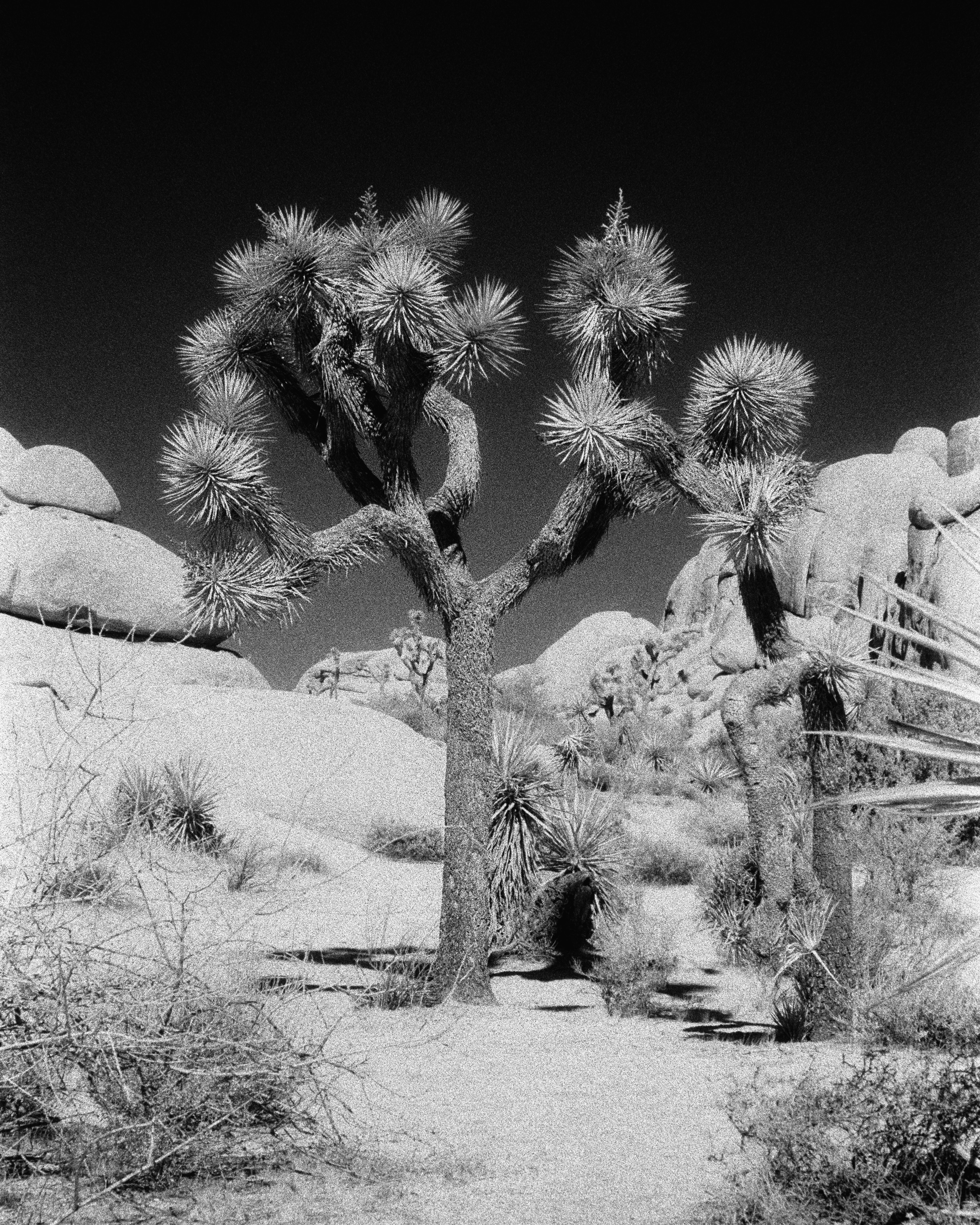 Joshua Tree, California - Nikon F4 | 50mm | F11 | 1/30 | Ilford SFX 200