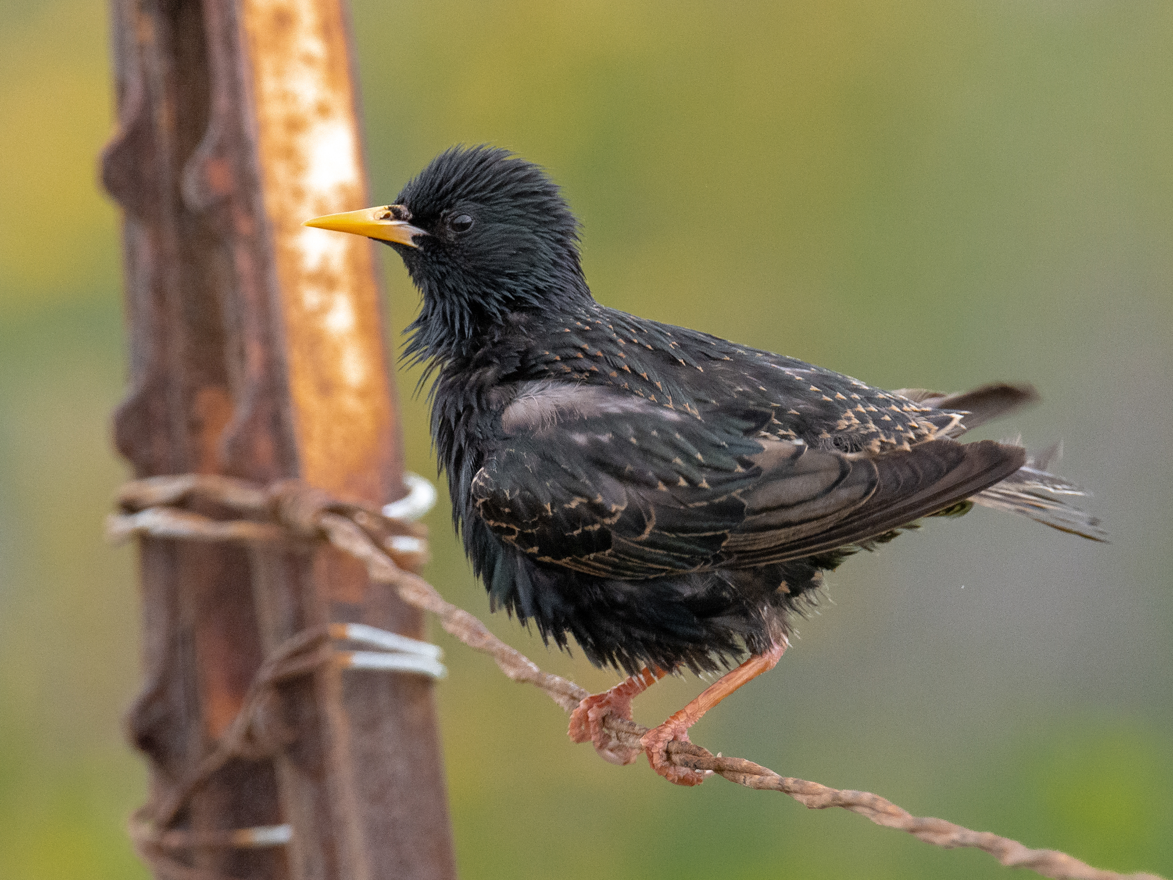 European Starling | Sturnus vulgaris