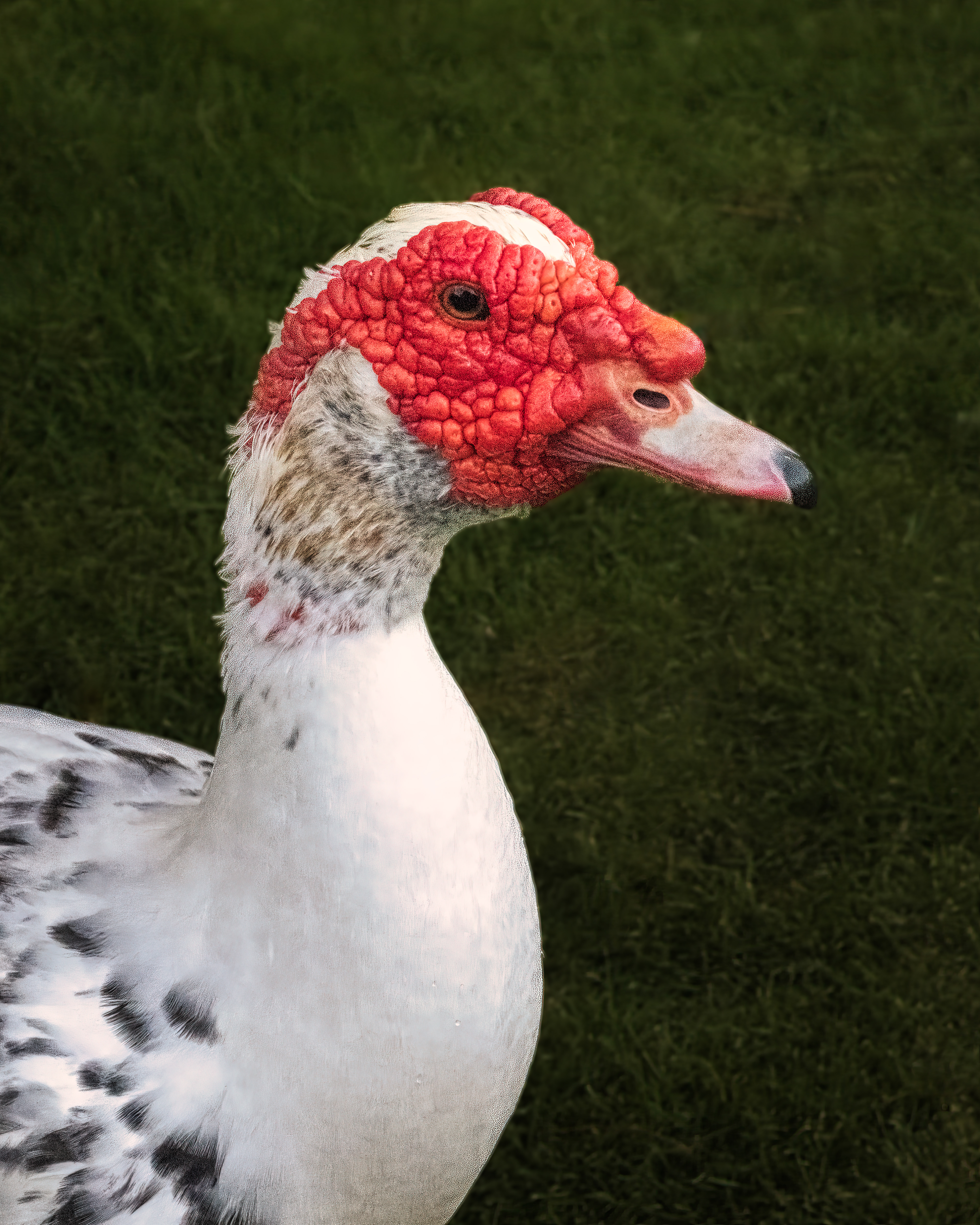 Muscovy Duck | Cairina moschata