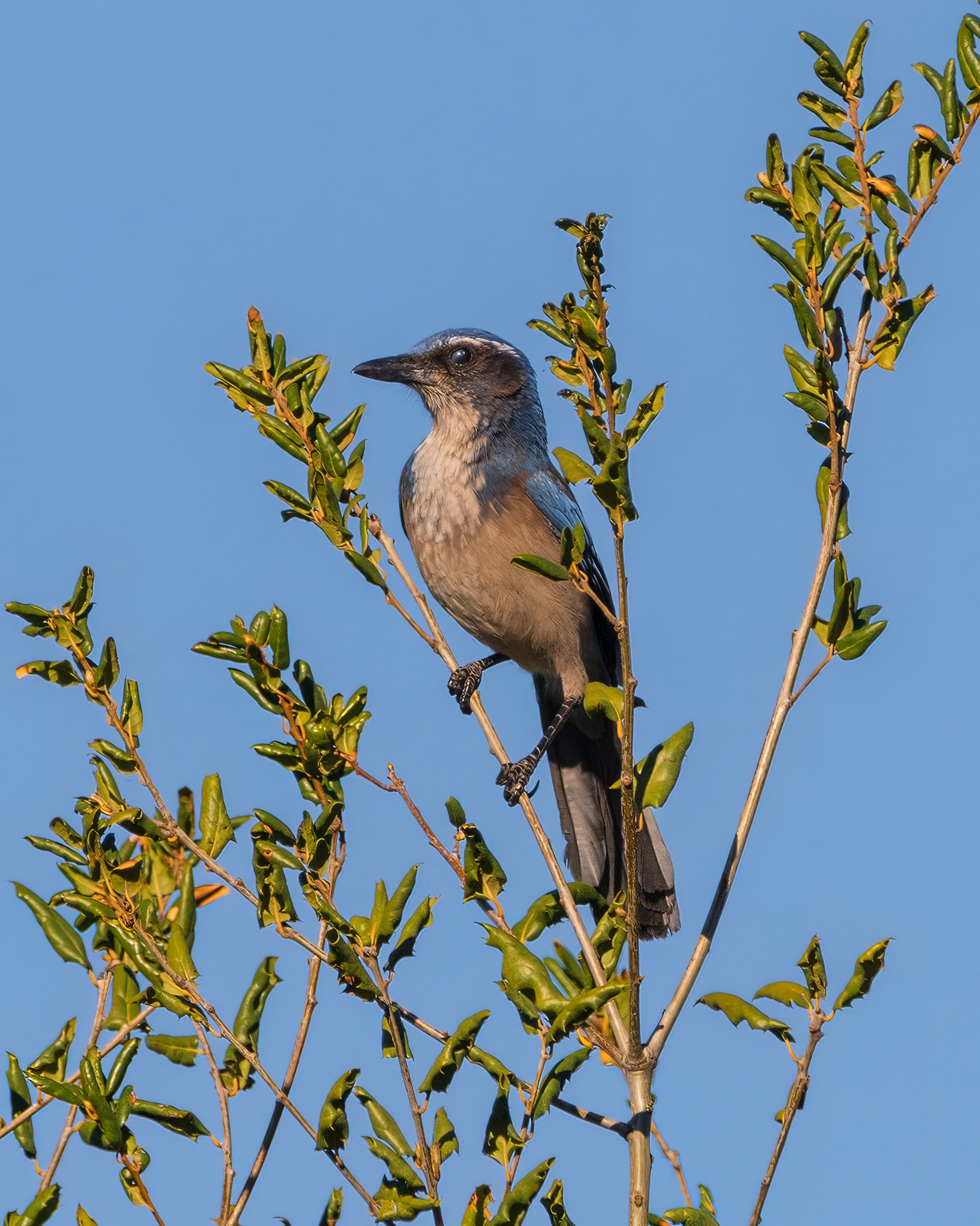 California Scrub-Jay | Aphelocoma californica