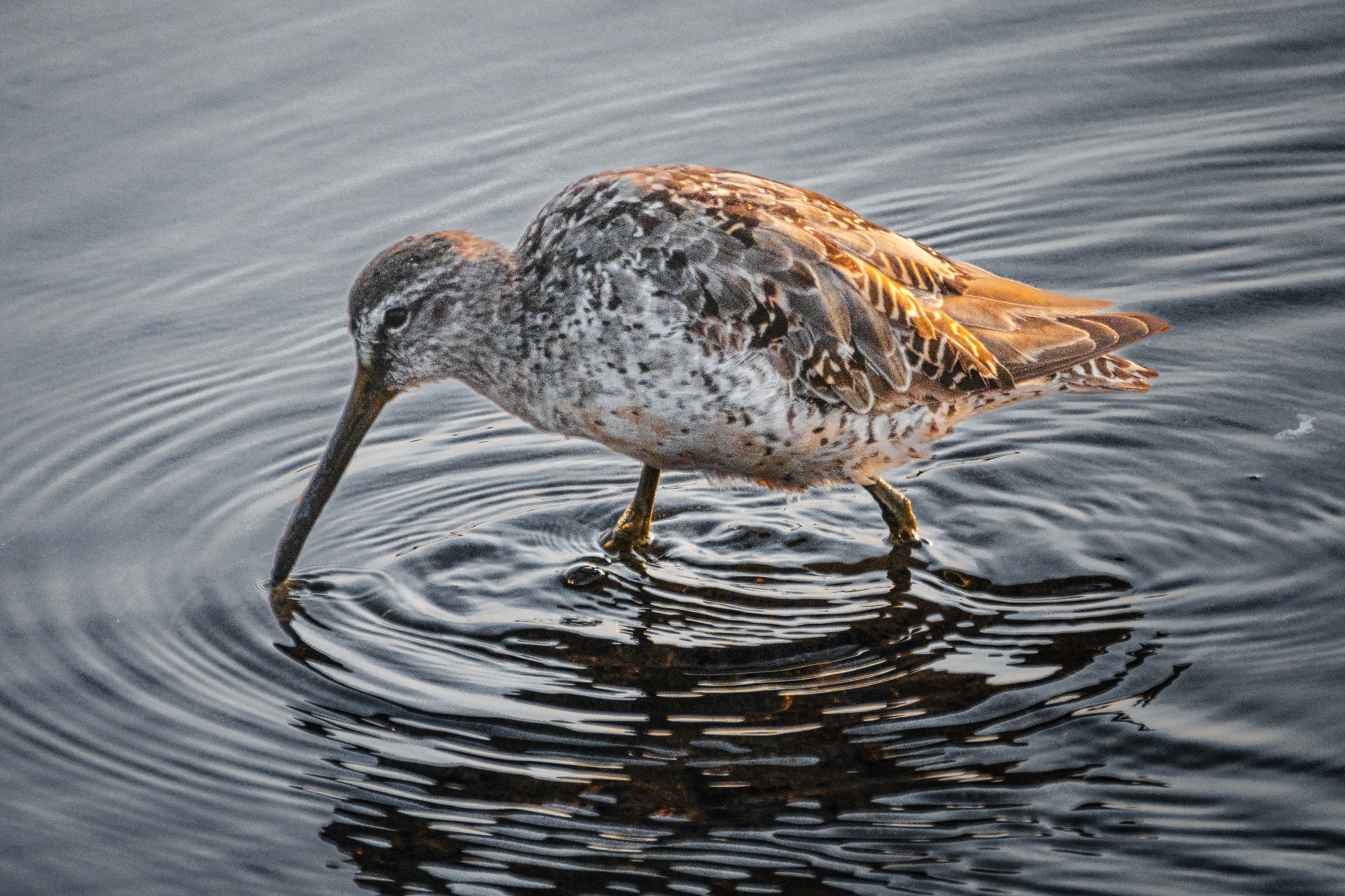 Short-billed Dowitcher | Limnodromus griseus