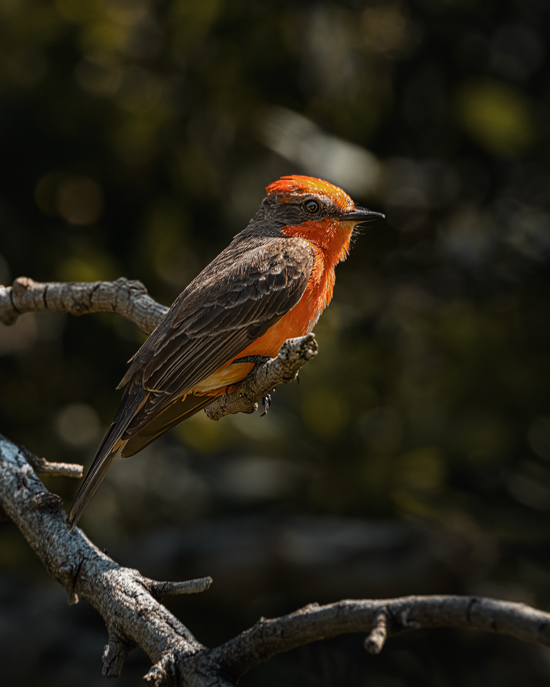 Vermilion Flycatcher | Pyrocephalus rubinus