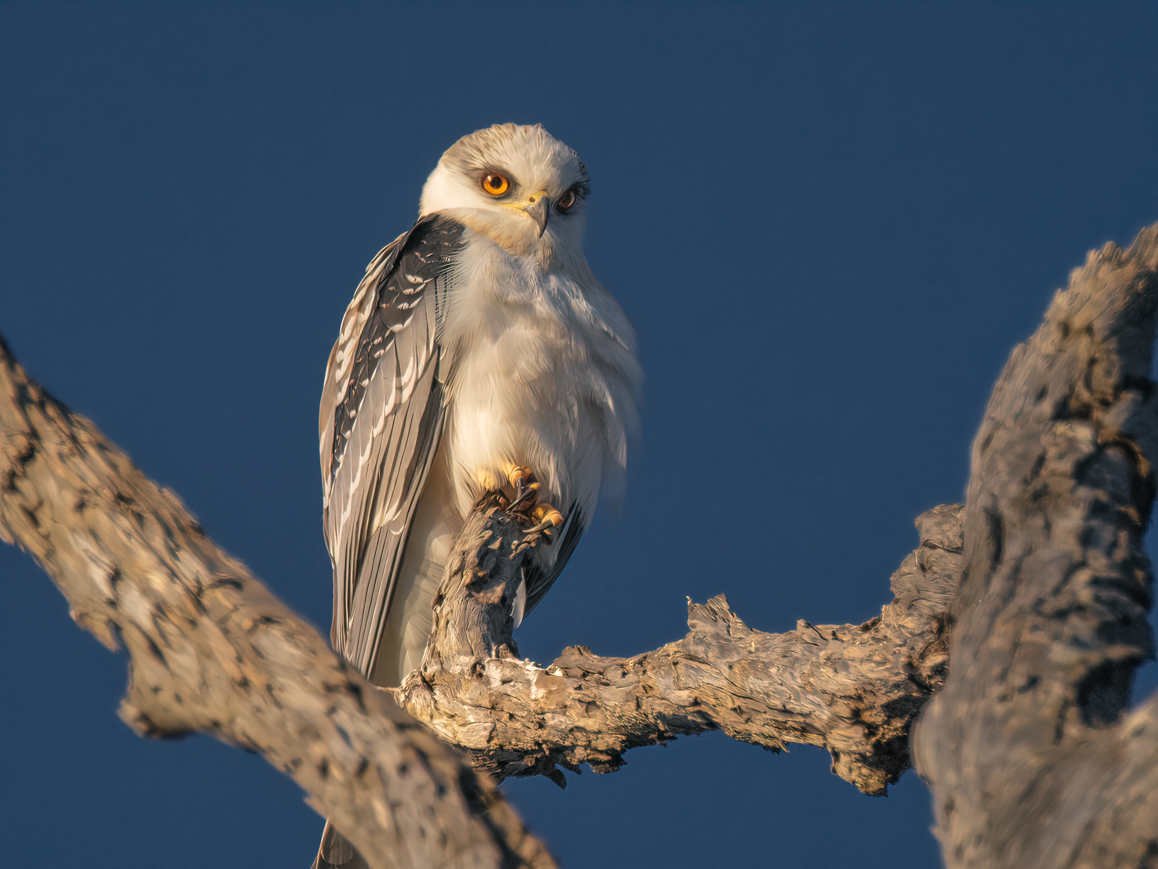 White-tailed Kite | Elanus leucurus