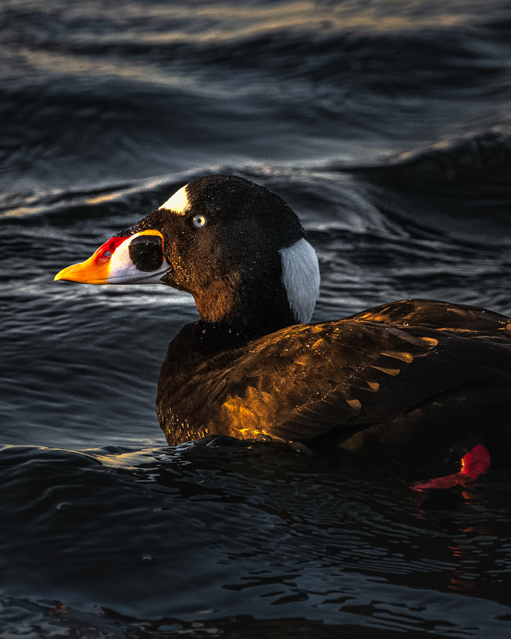 Surf Scoter | Melanitta perspicillata