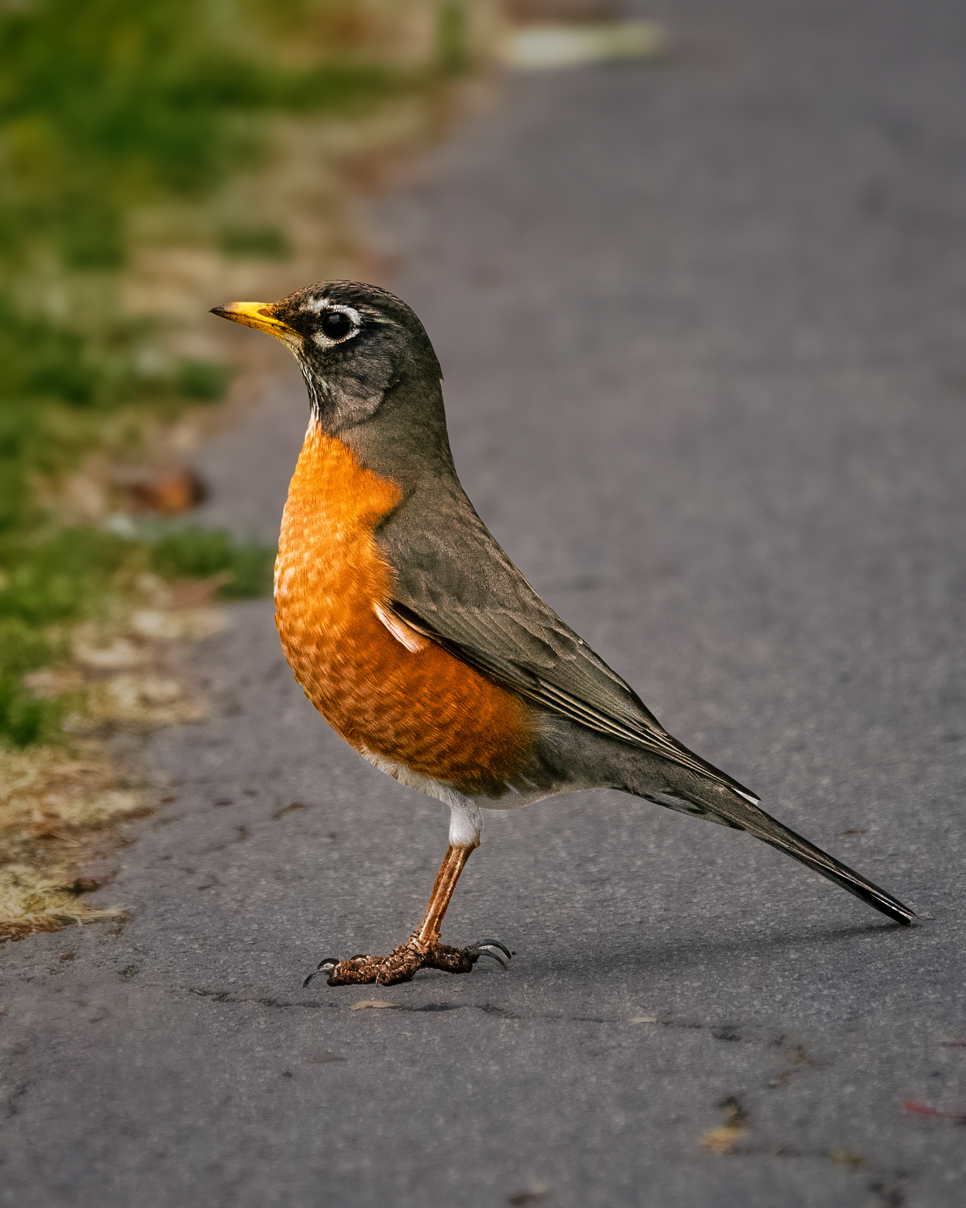 American Robin | Turdus migratorius