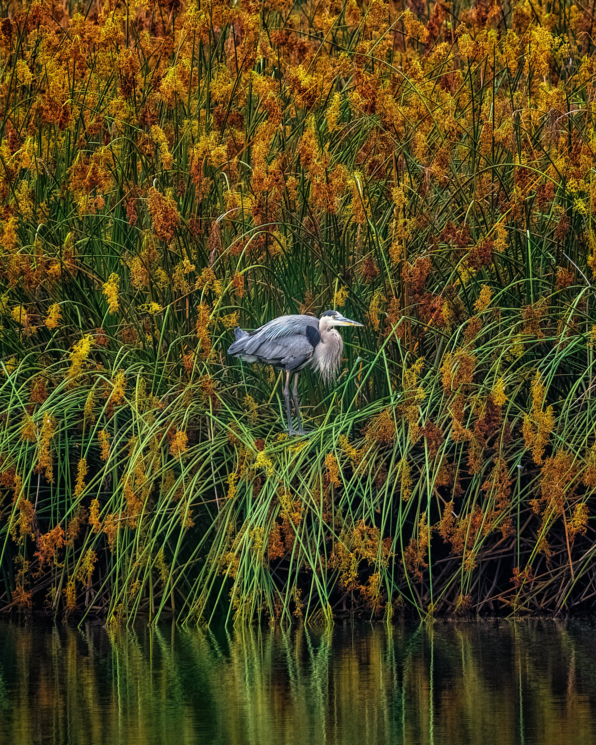 Great Blue Heron | Ardea herodias