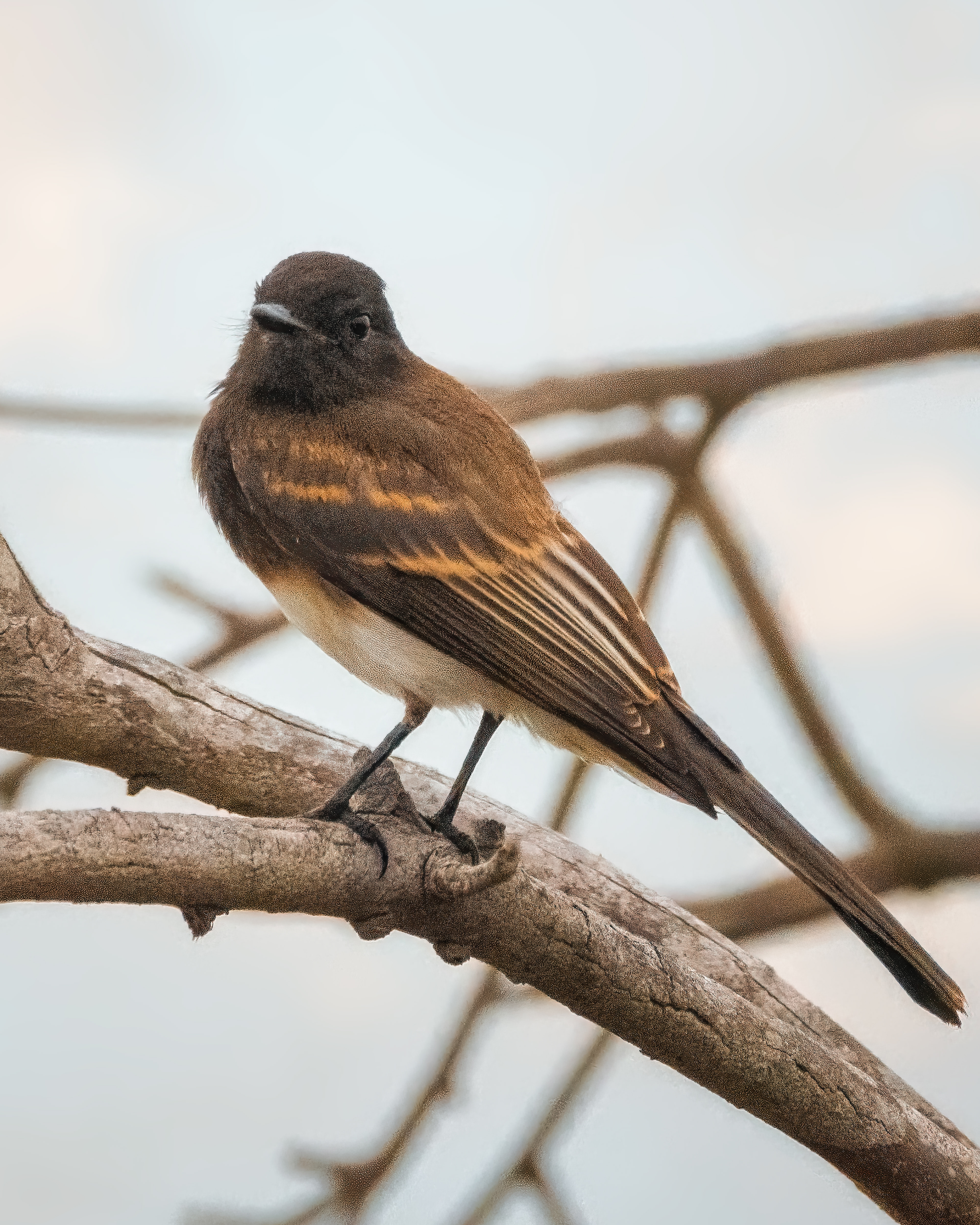 Black Phoebe | Sayornis nigricans
