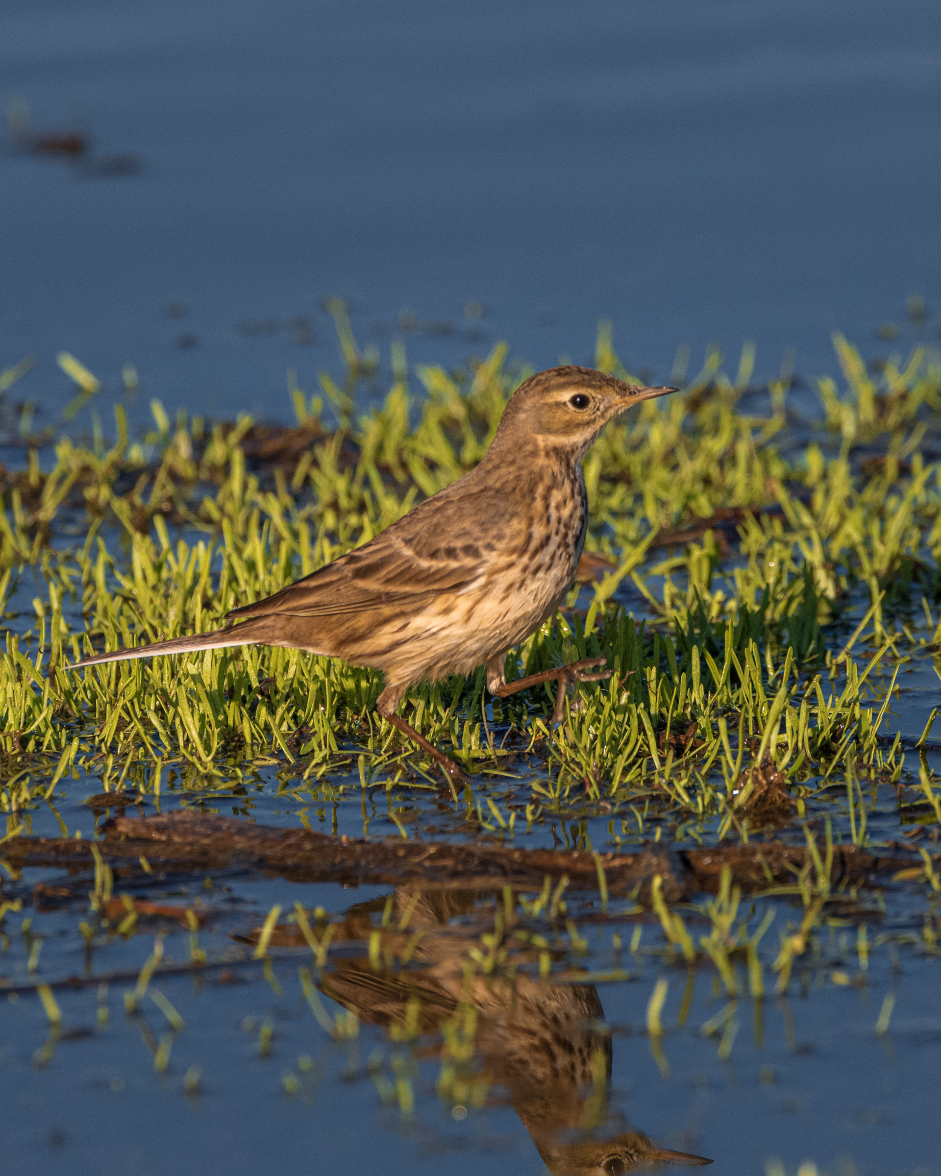 American Pipit | Anthus rubescens