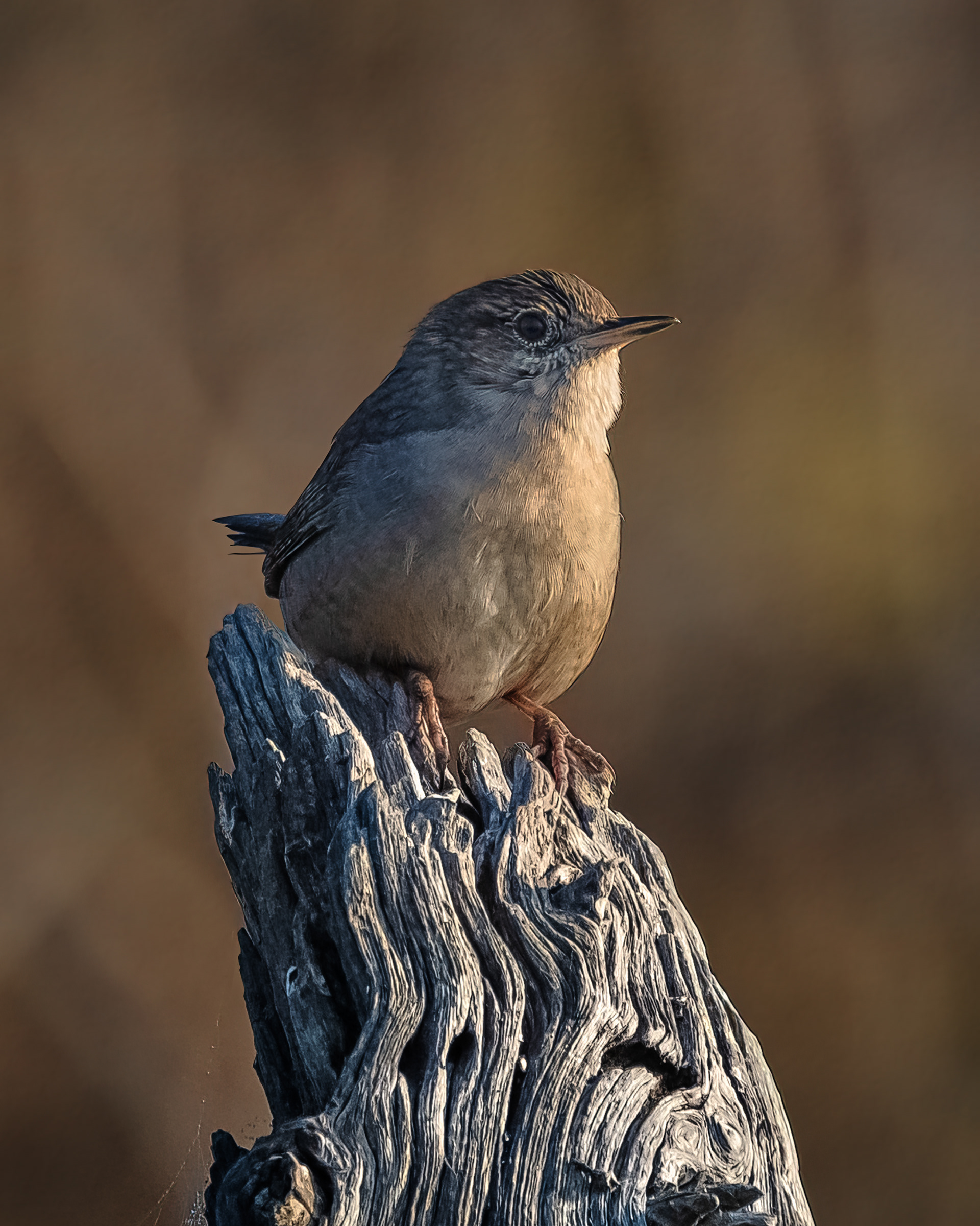 House Wren | Troglodytes aedon
