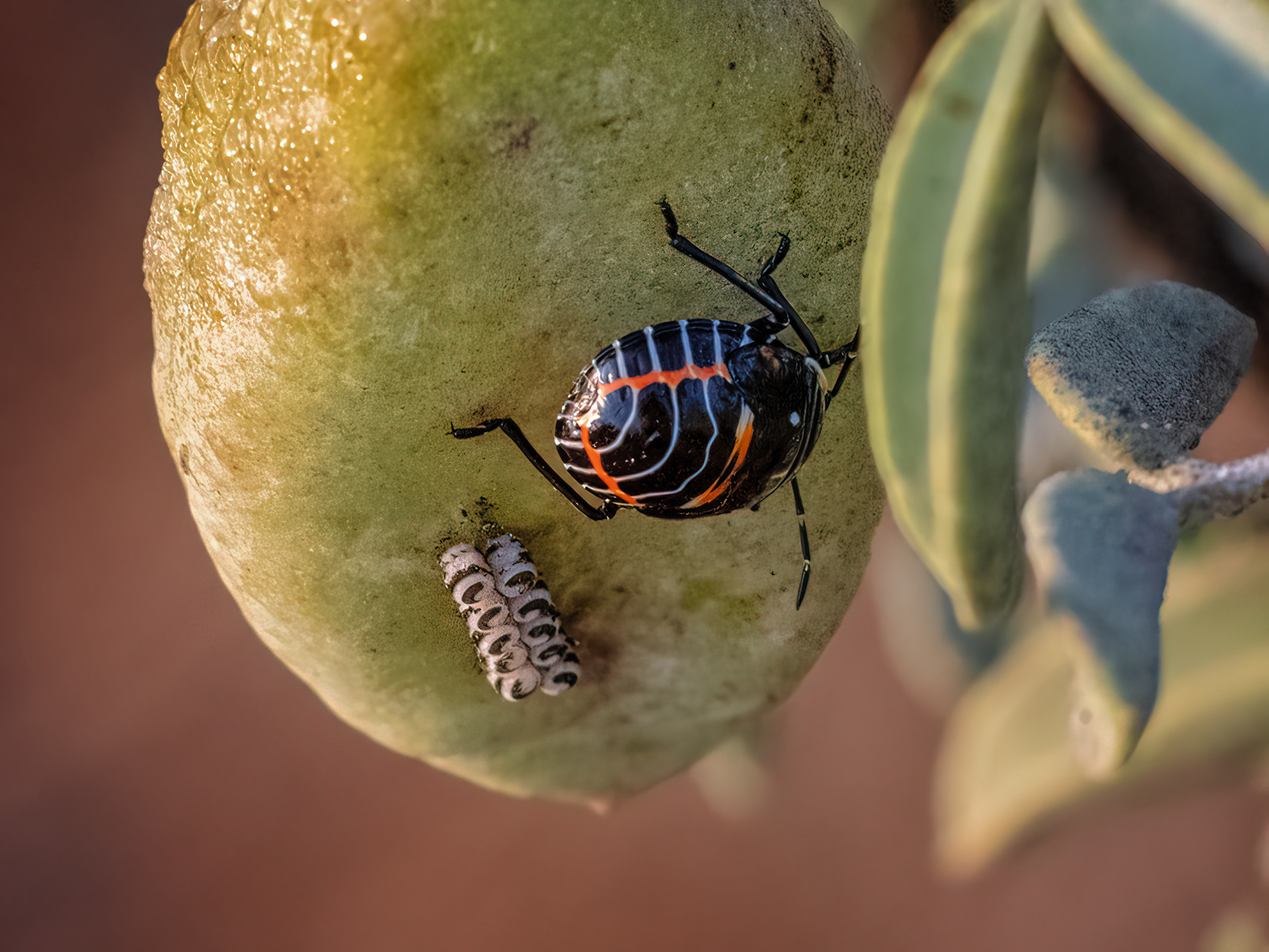"Harlequin Bug Macro" Bolsa Chica Conservancy Calendar June 2023 Inset