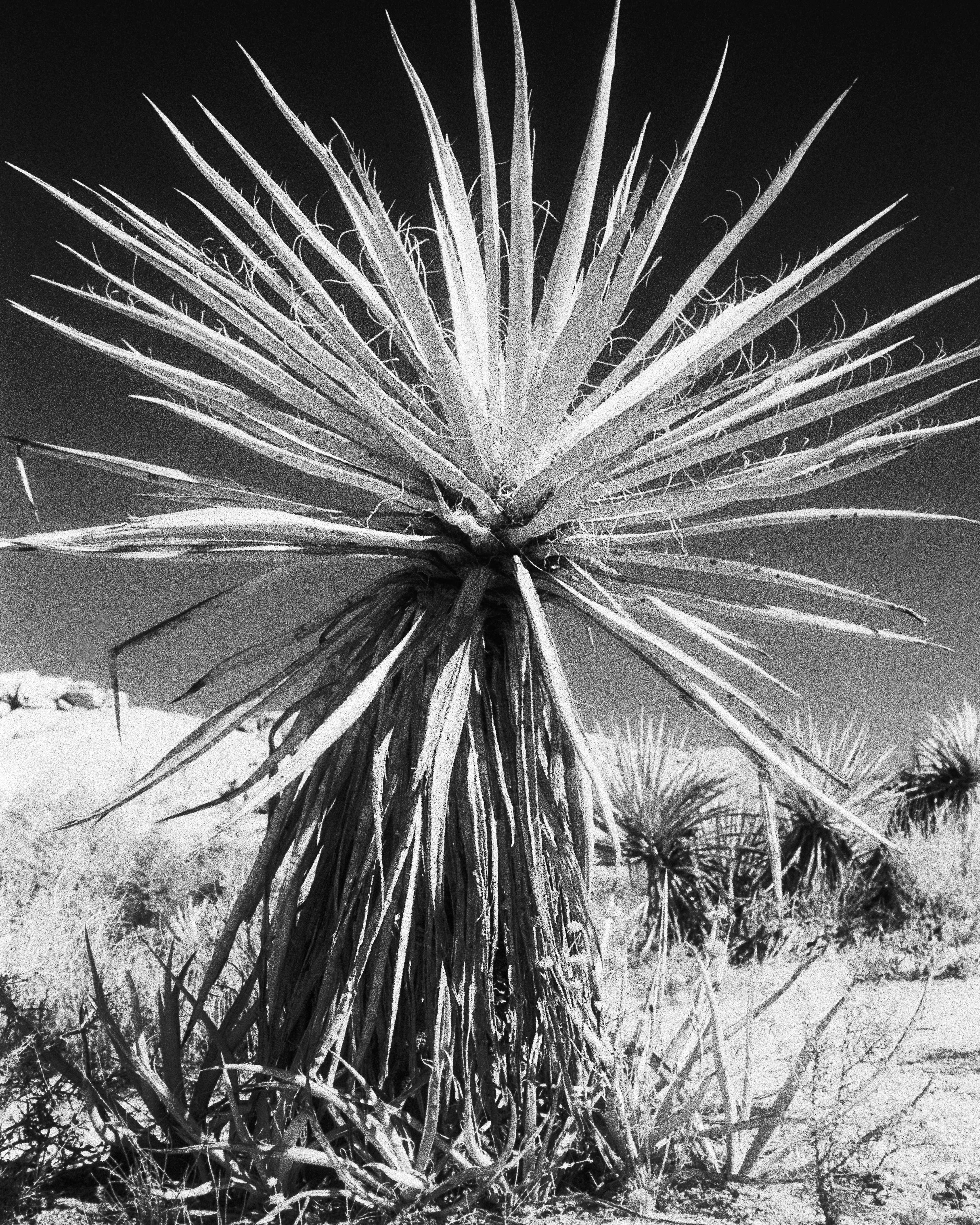 Joshua Tree, California - Nikon F4 | 50mm | F11 | 1/10 | Ilford SFX 200