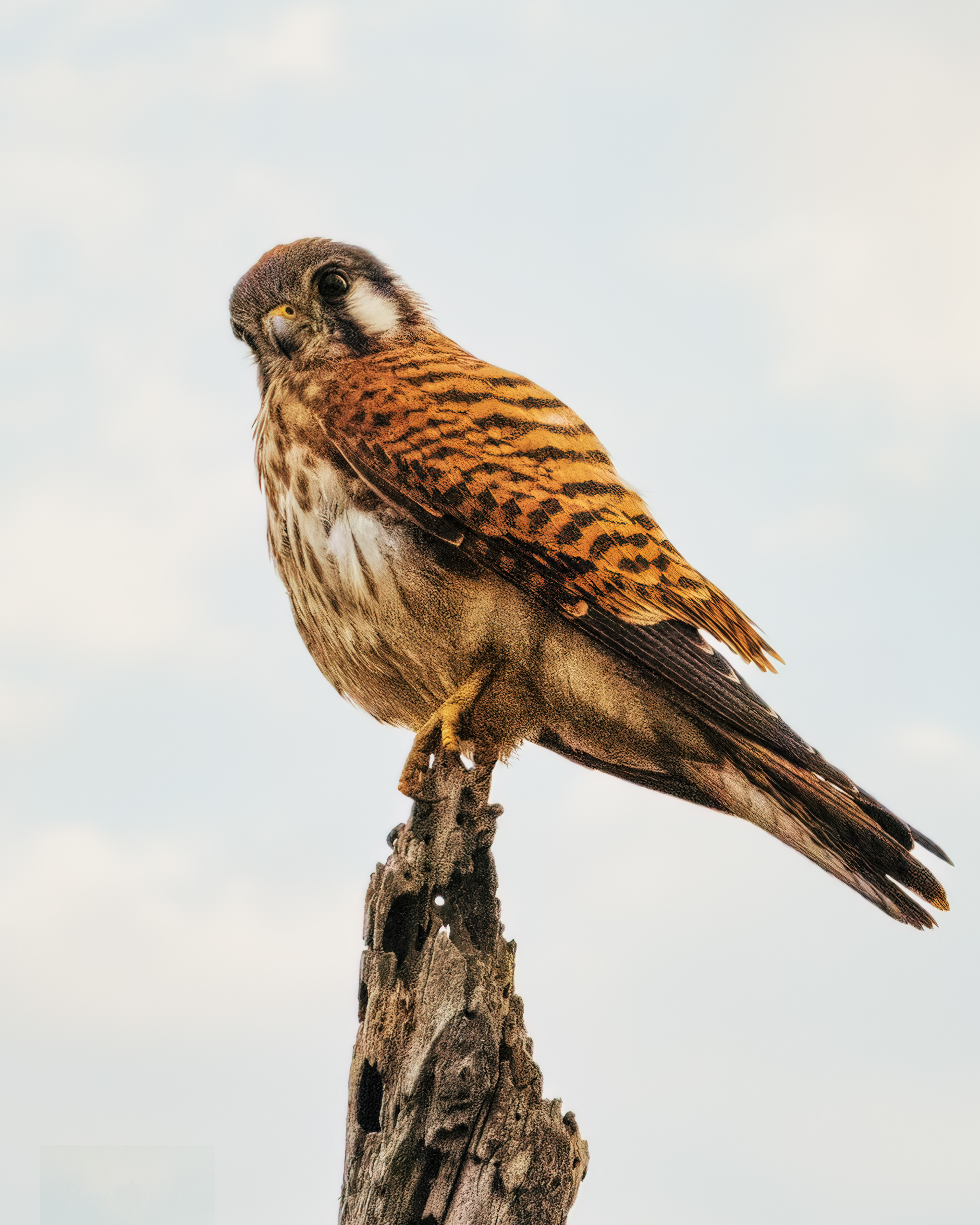 American Kestrel | Falco sparverius