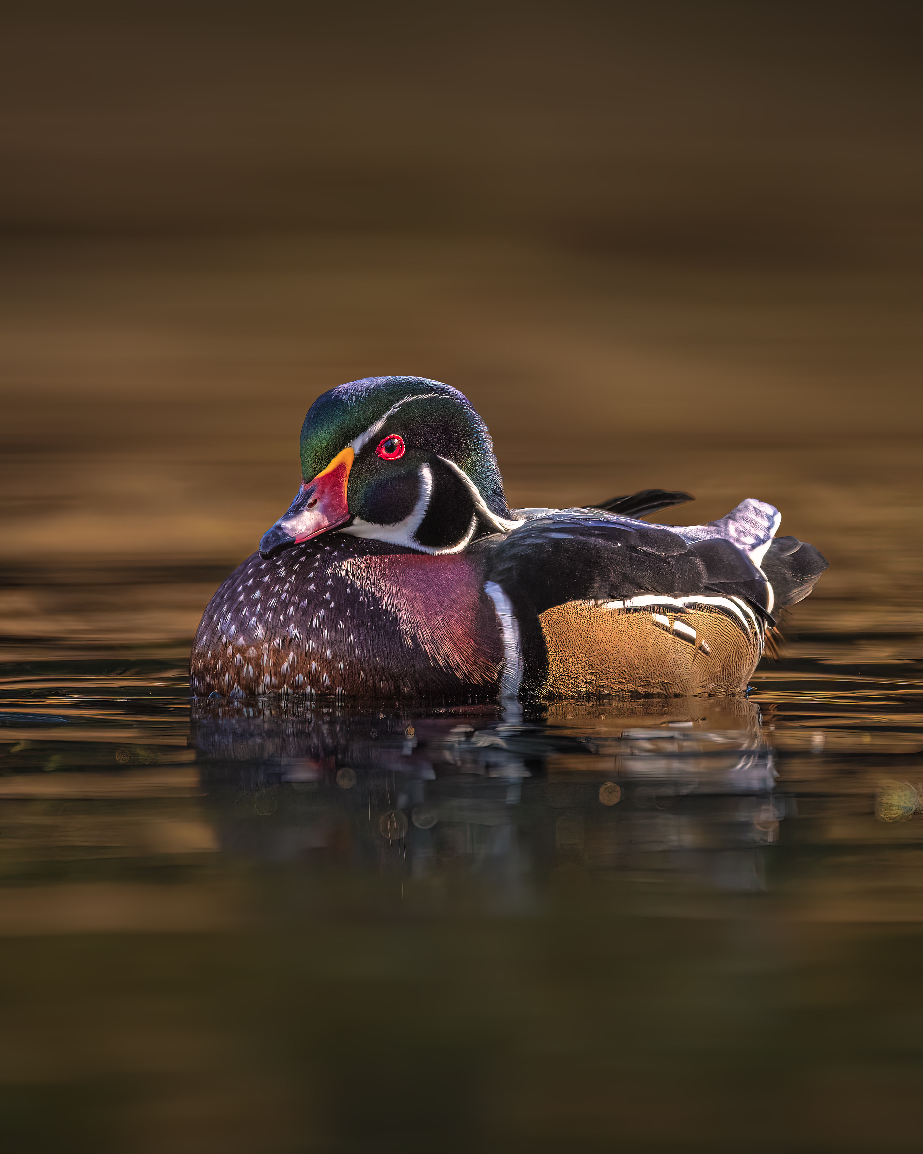 Wood Duck | Aix sponsa