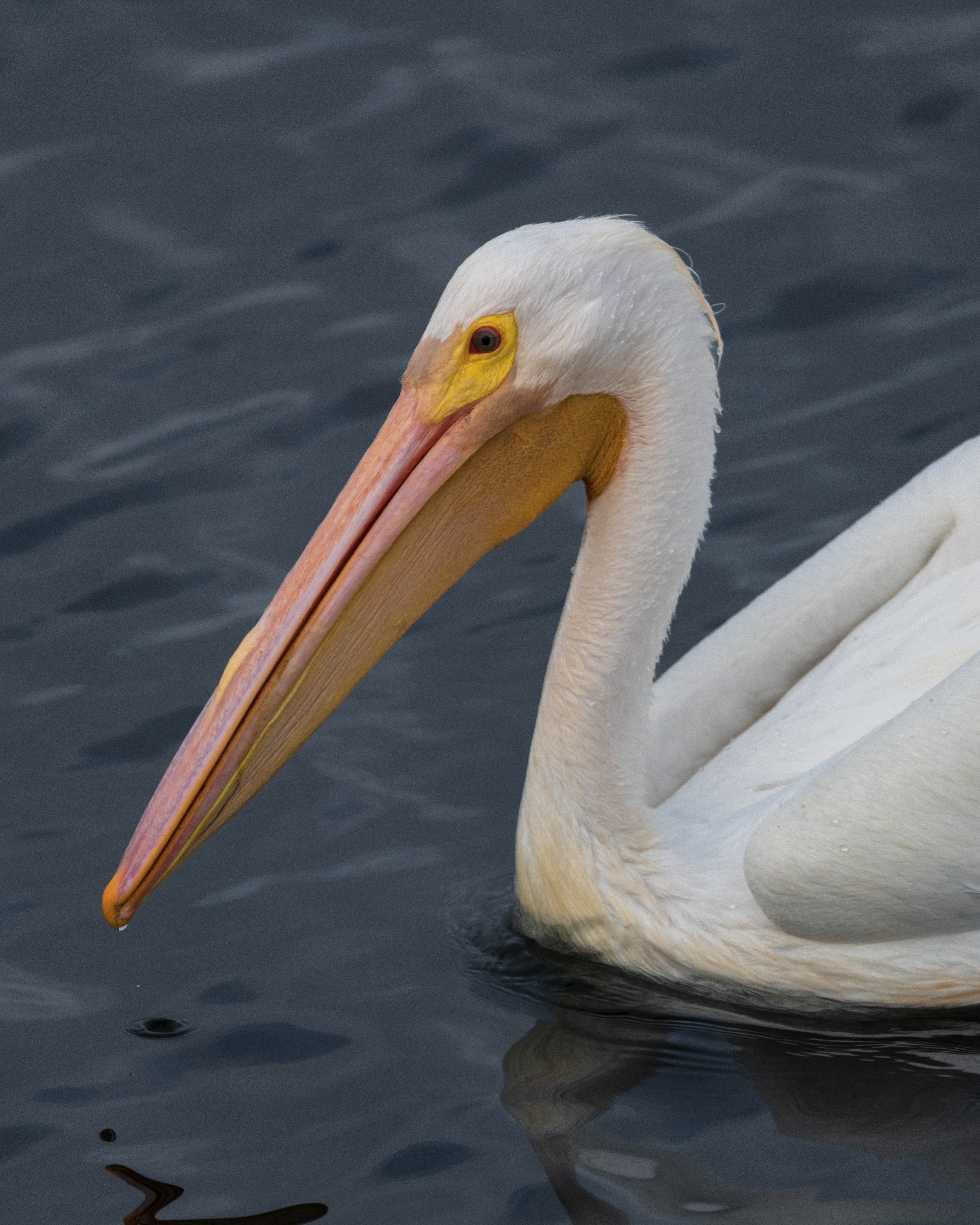 American White Pelican |  Pelecanus erythrorhynchos