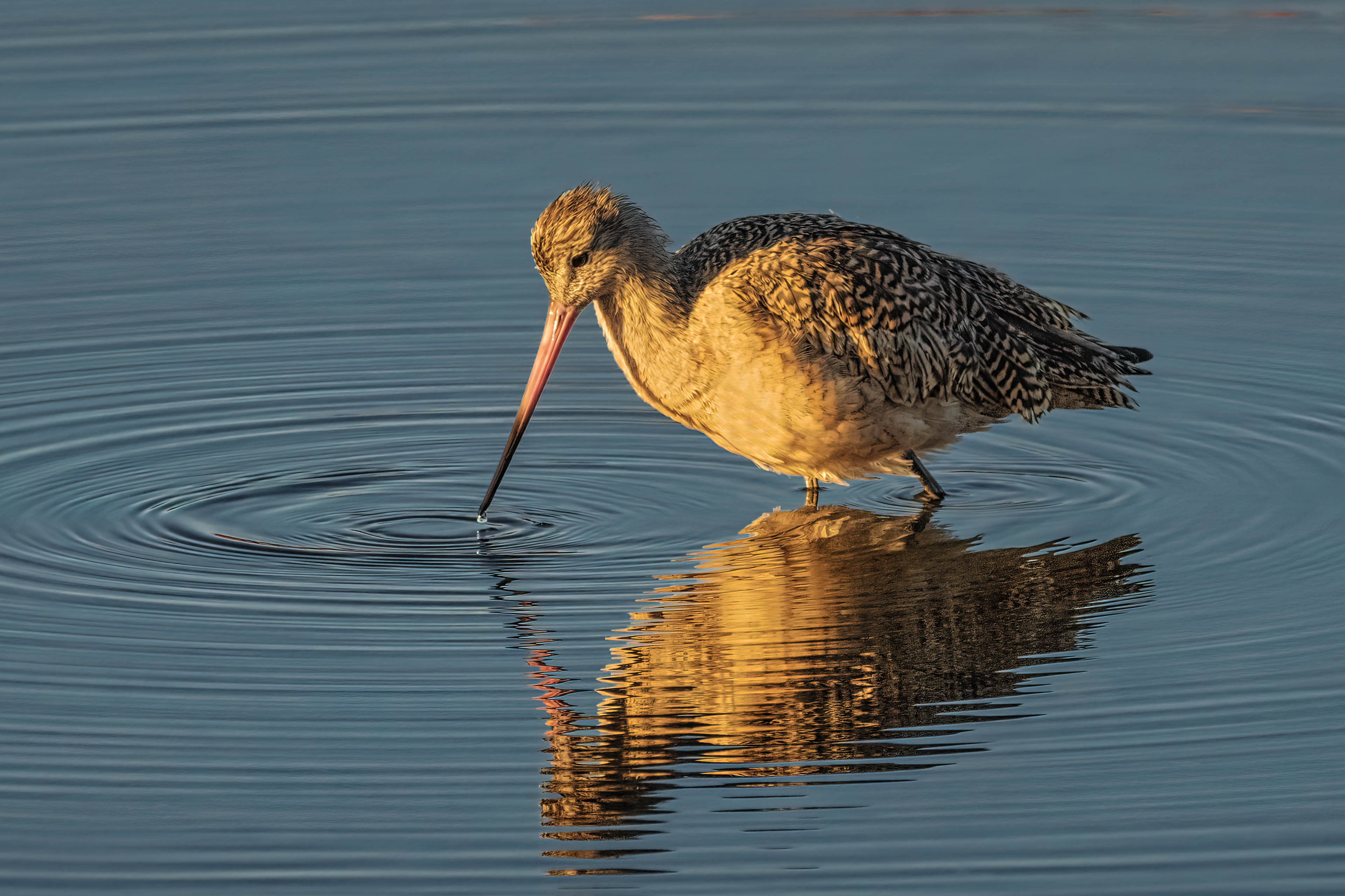 Marbled Godwit | Limosa fedoa