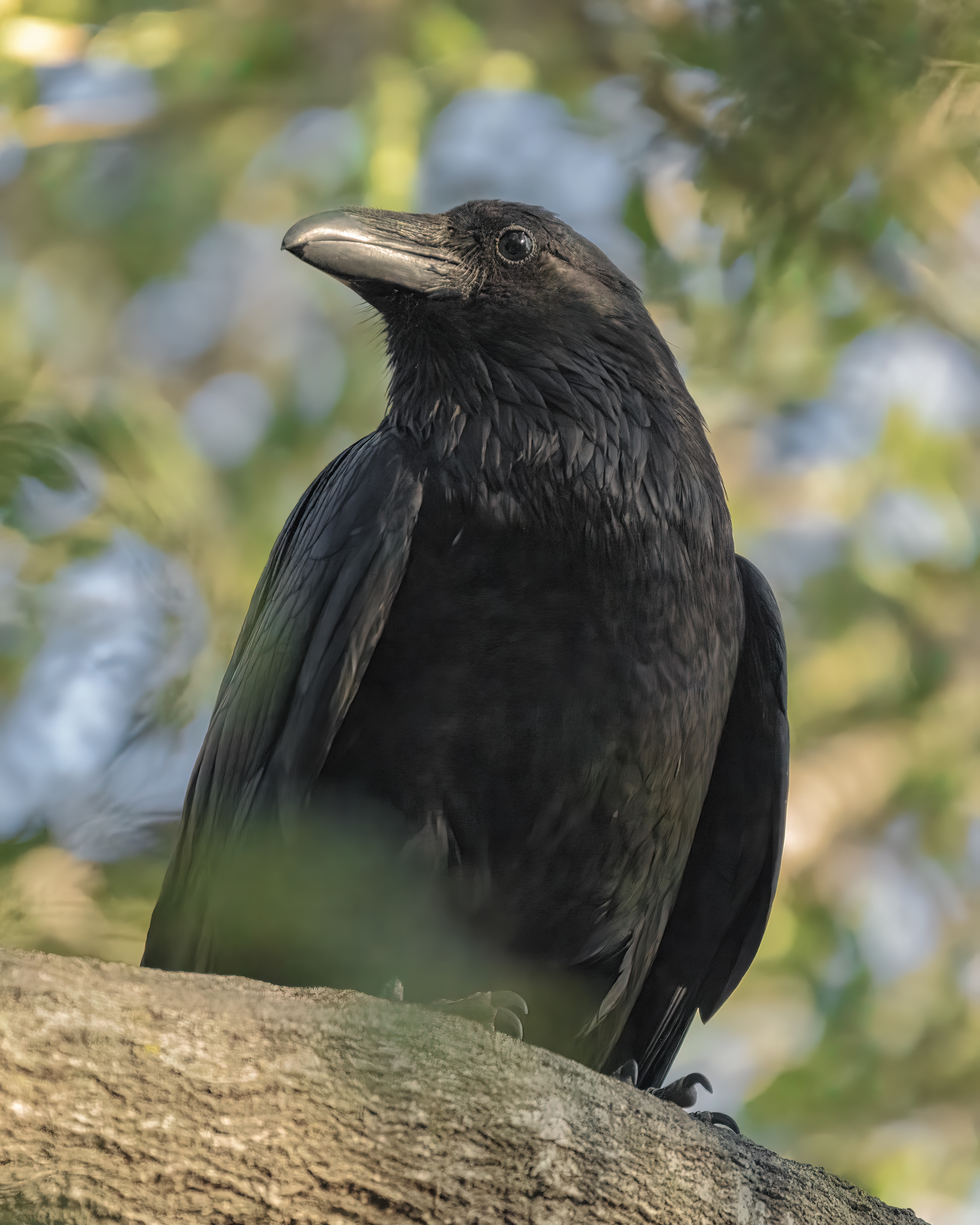 Common Raven | Corvus corax