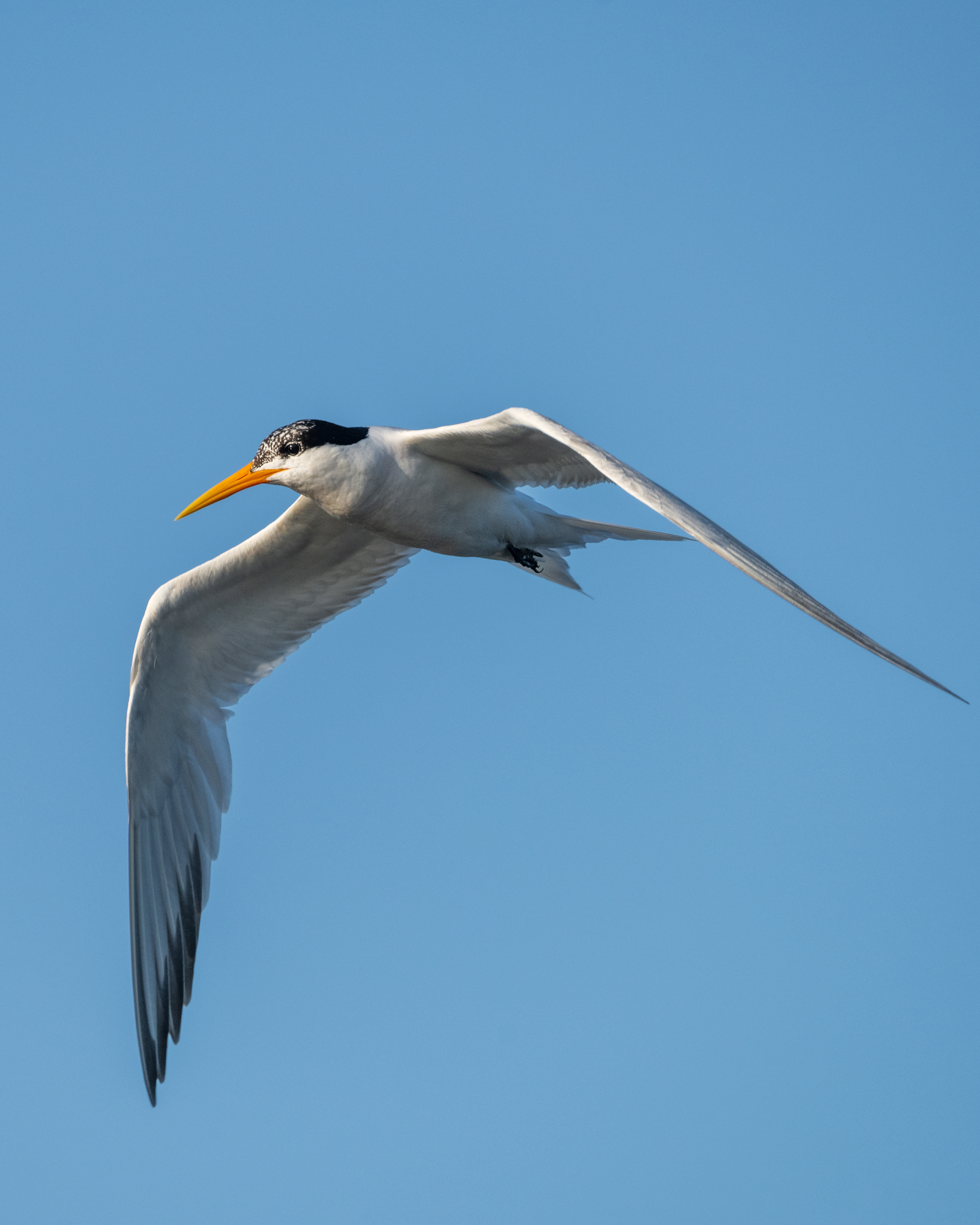 Elegant Tern | Thalasseus elegans
