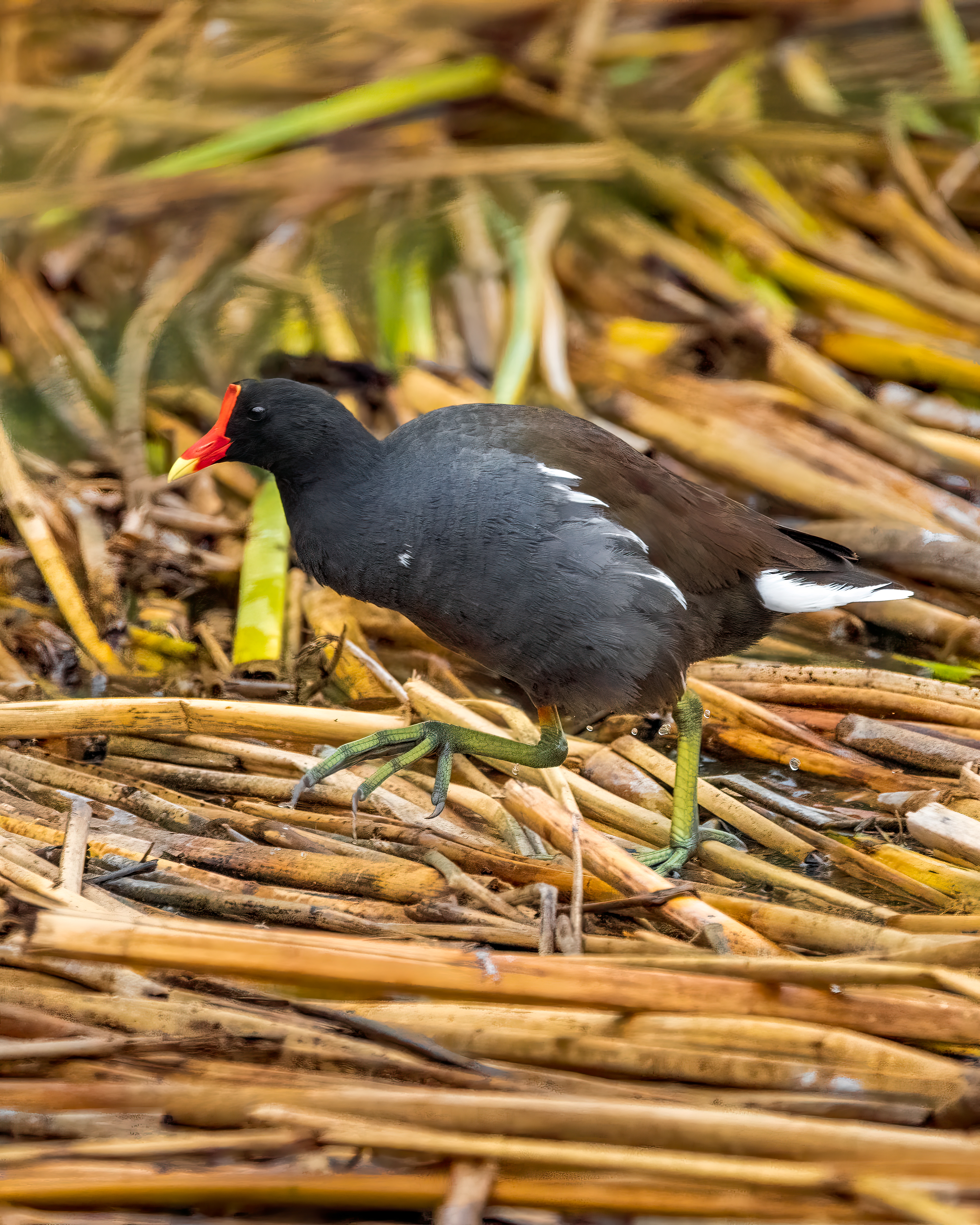 Common Gallinule | Gallinula galeata