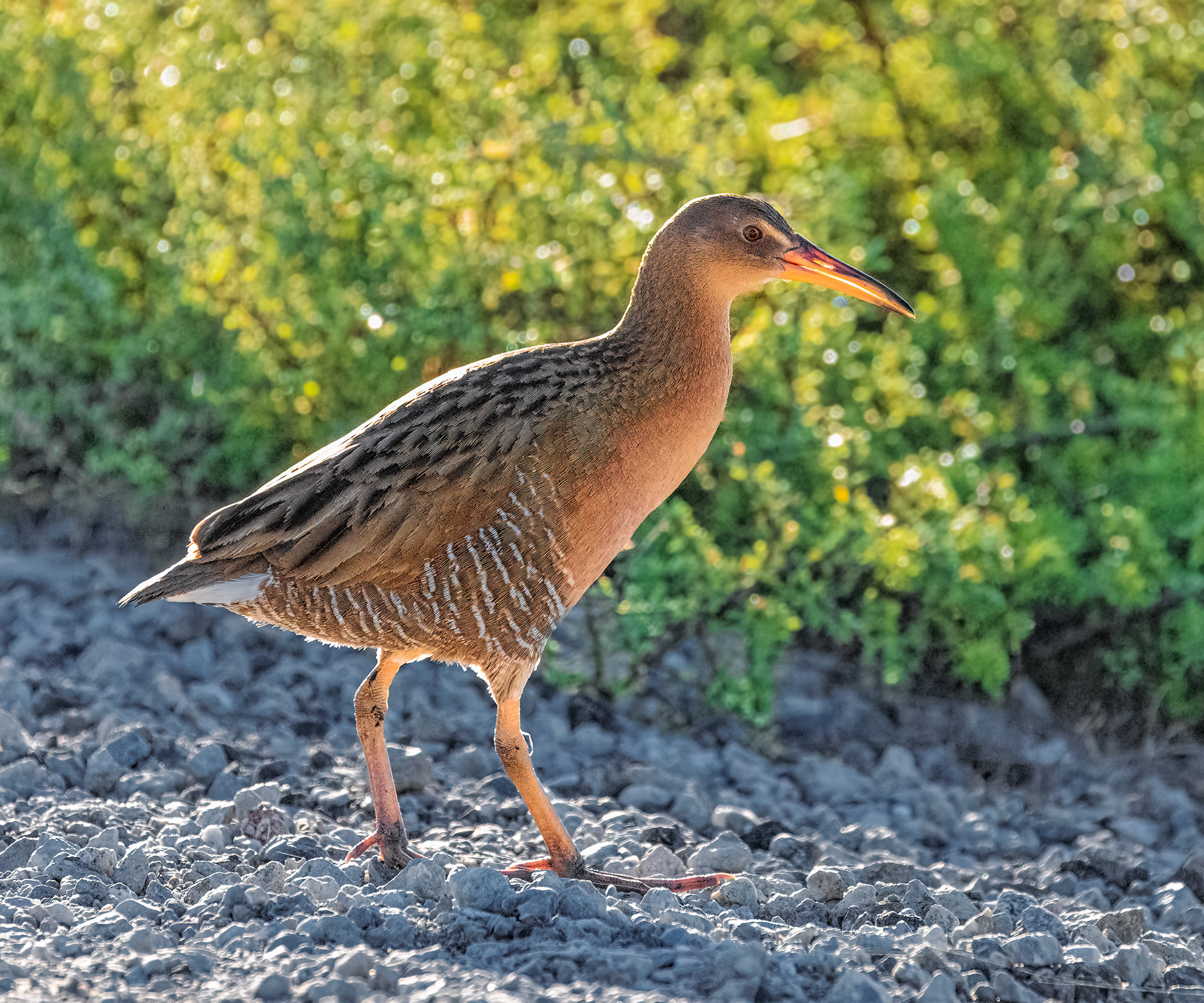 "Ridgway's Rail" Bolsa Chica Land Trust Calendar April 2023 Inset