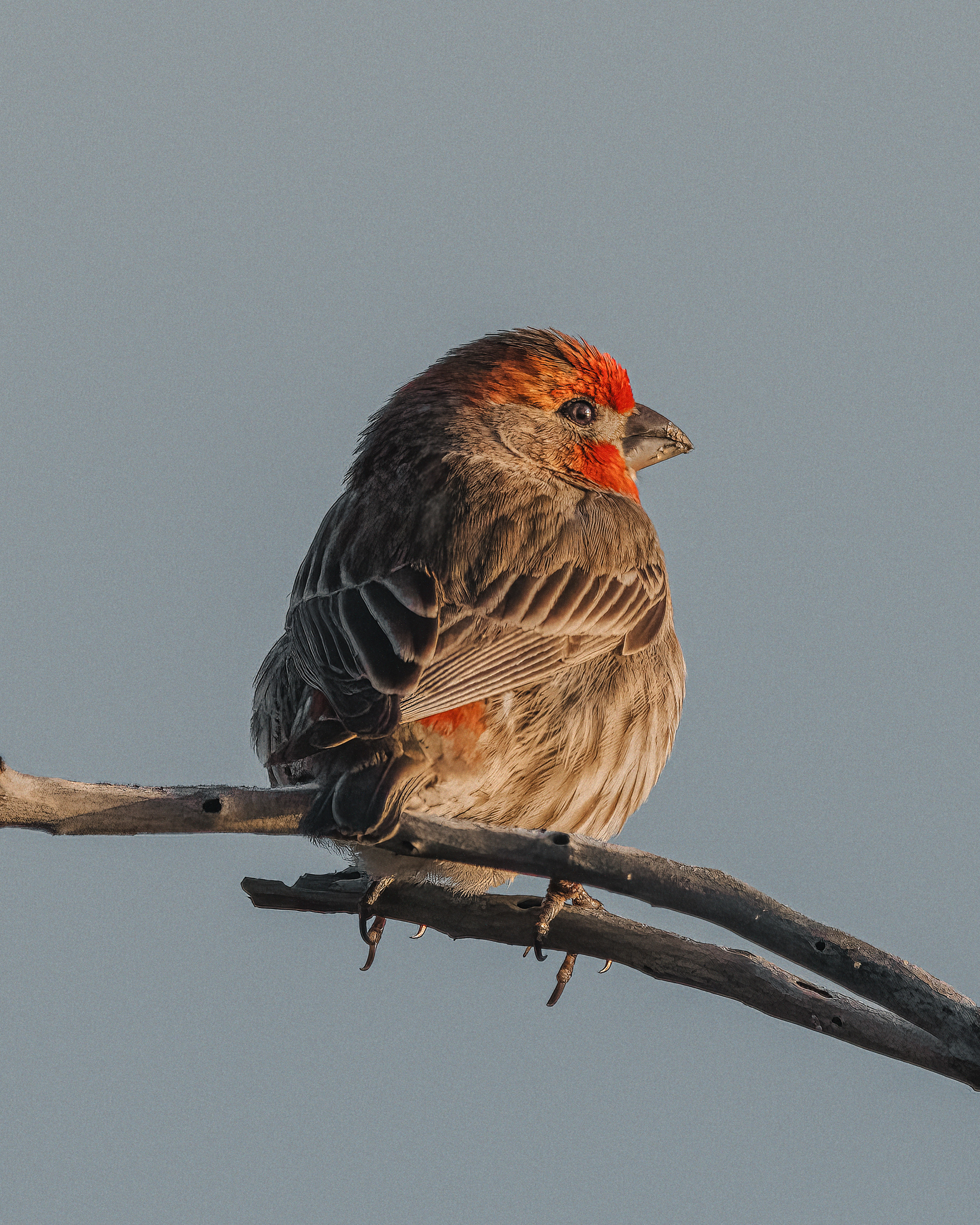 House Finch | Haemorhous mexicanus