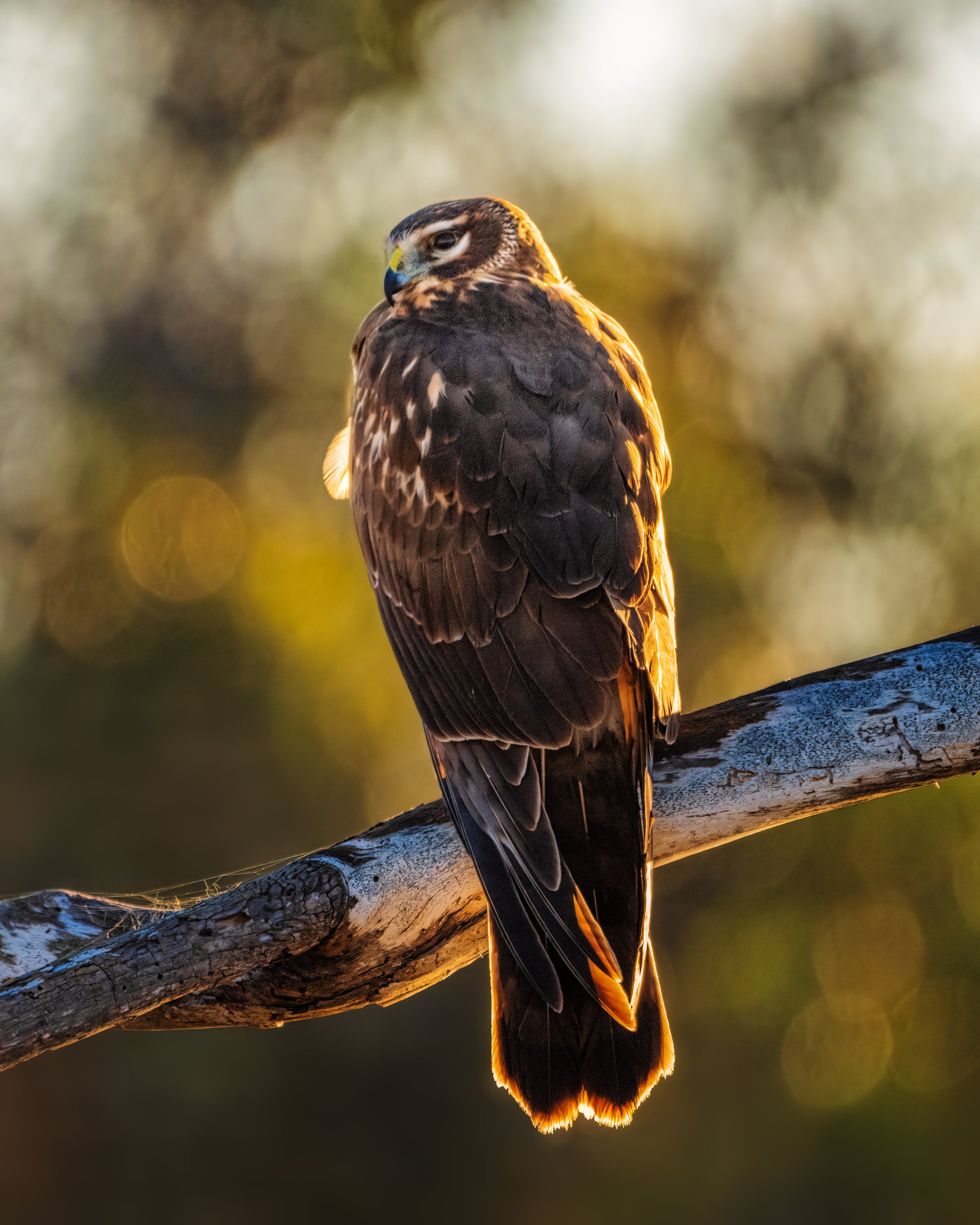 Northern Harrier | Circus hudsonius