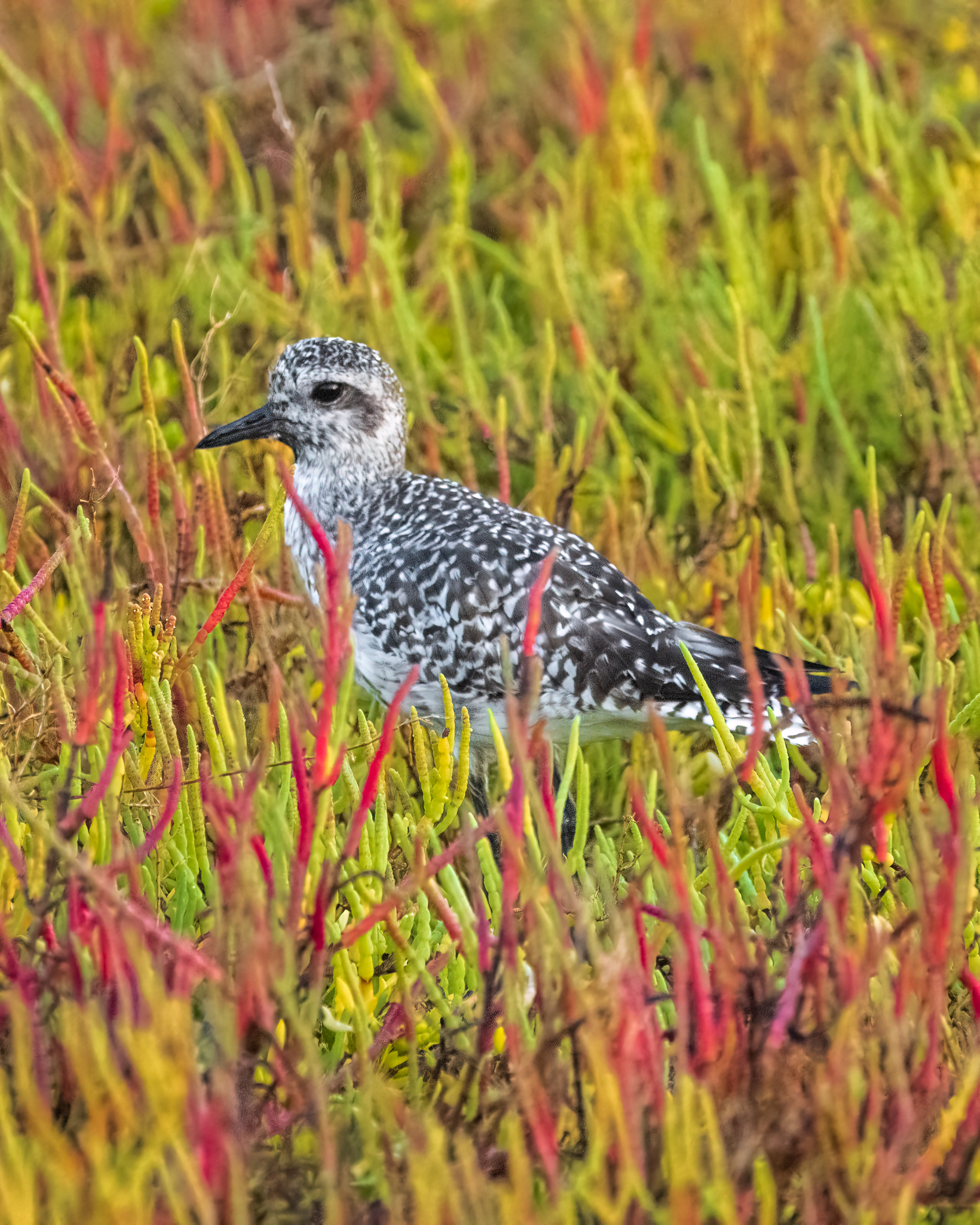Black Bellied Plover | Pluvialis squatarola
