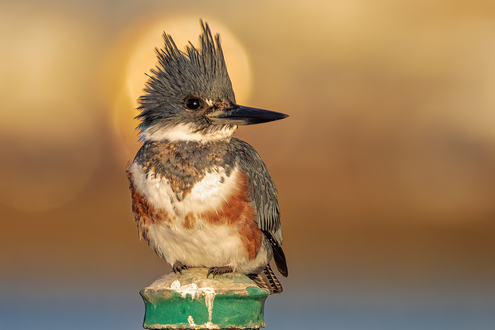 Belted Kingfisher | Megaceryle alcyon