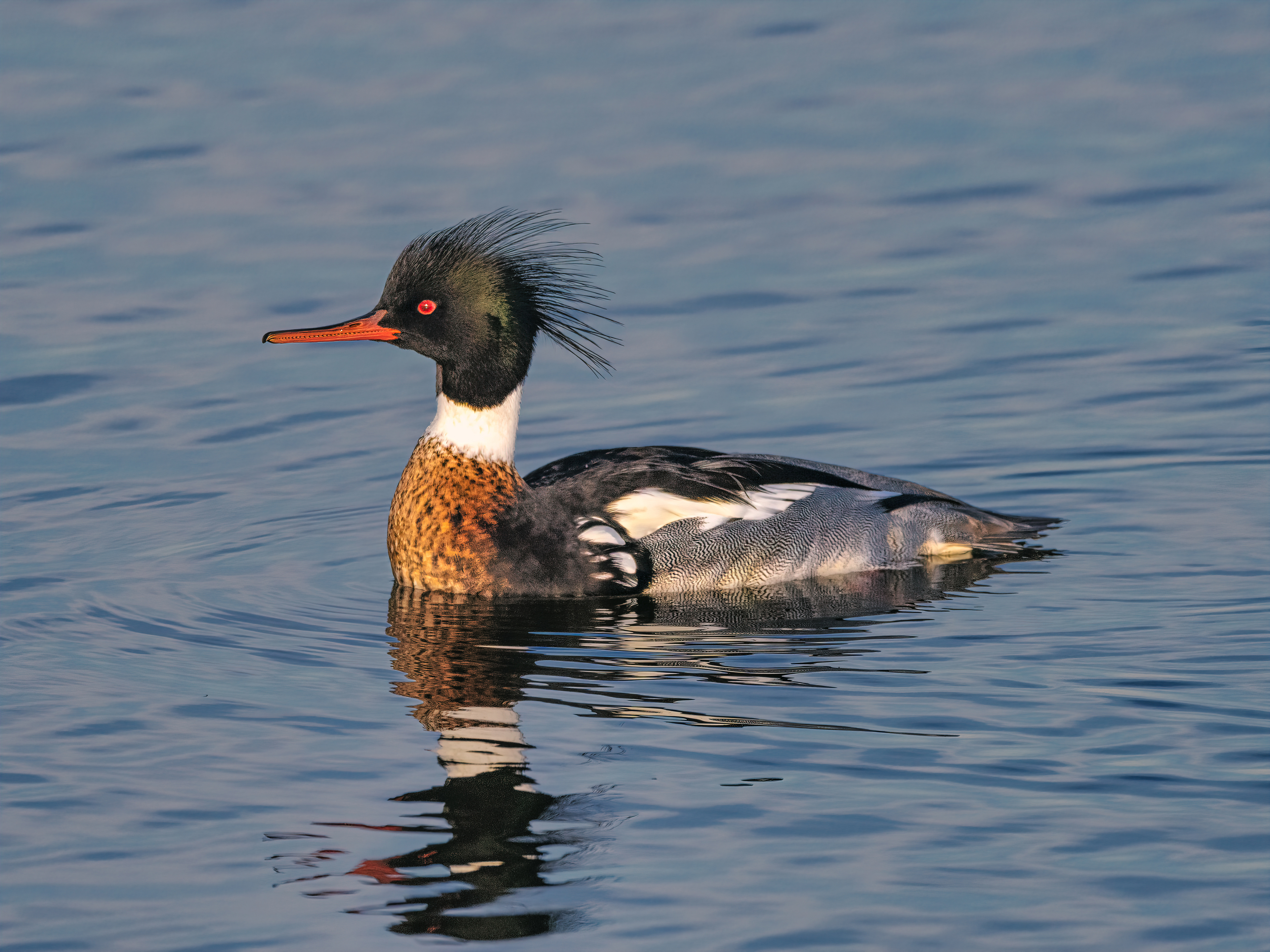 Red-breasted Merganser | Mergus serrator