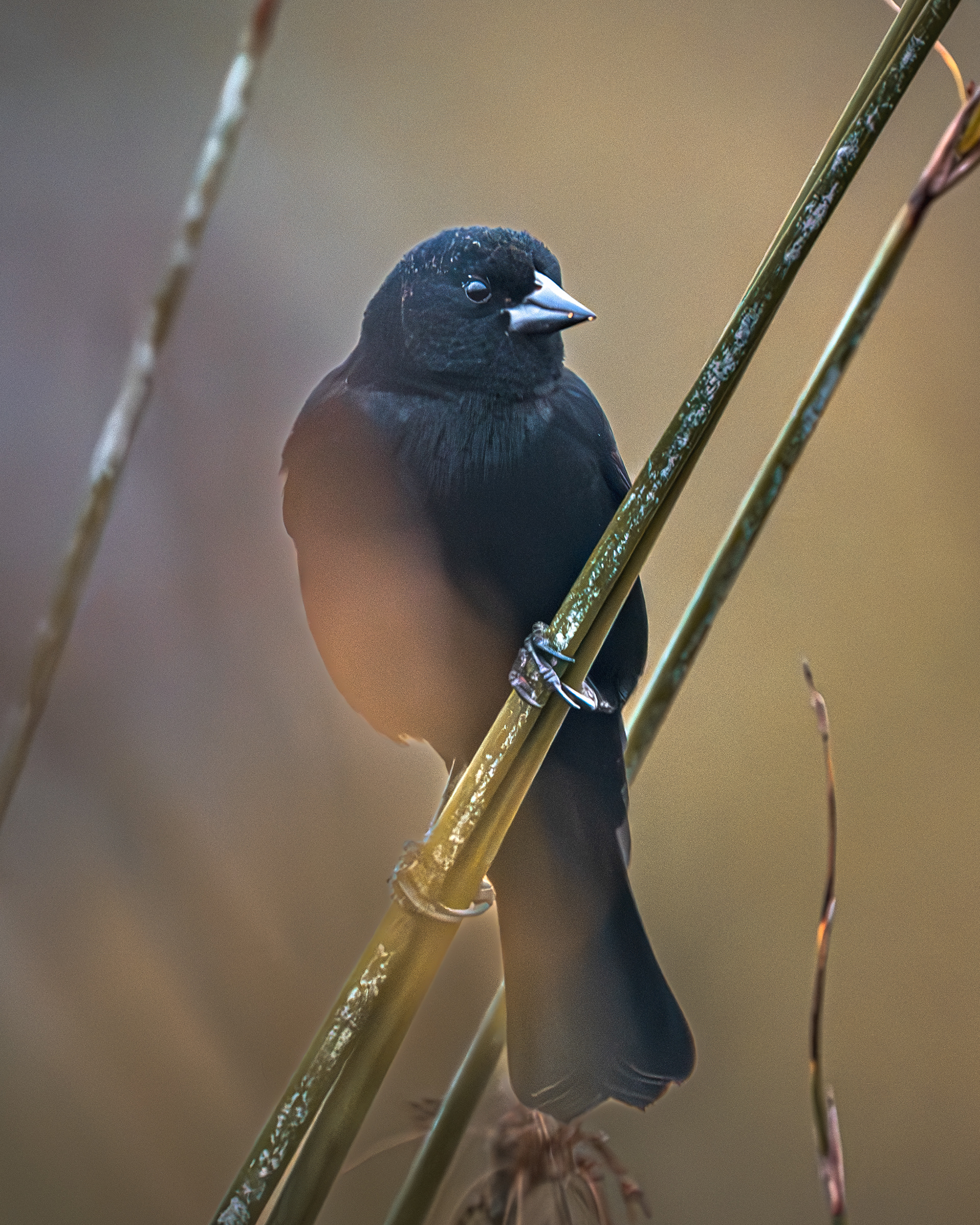 Red-winged Blackbird | Agelaius phoeniceus