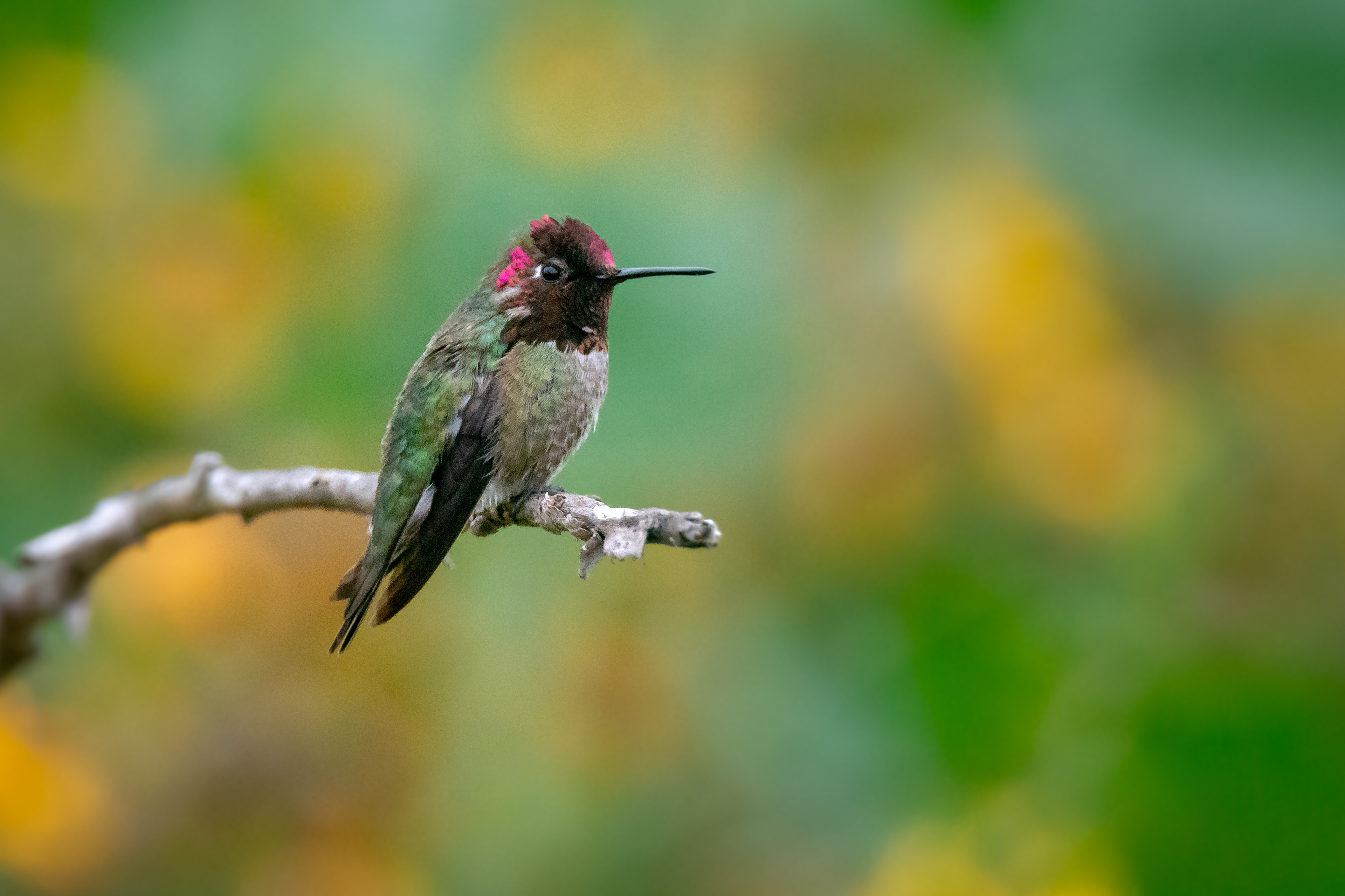 Anna's Hummingbird | Calypte anna