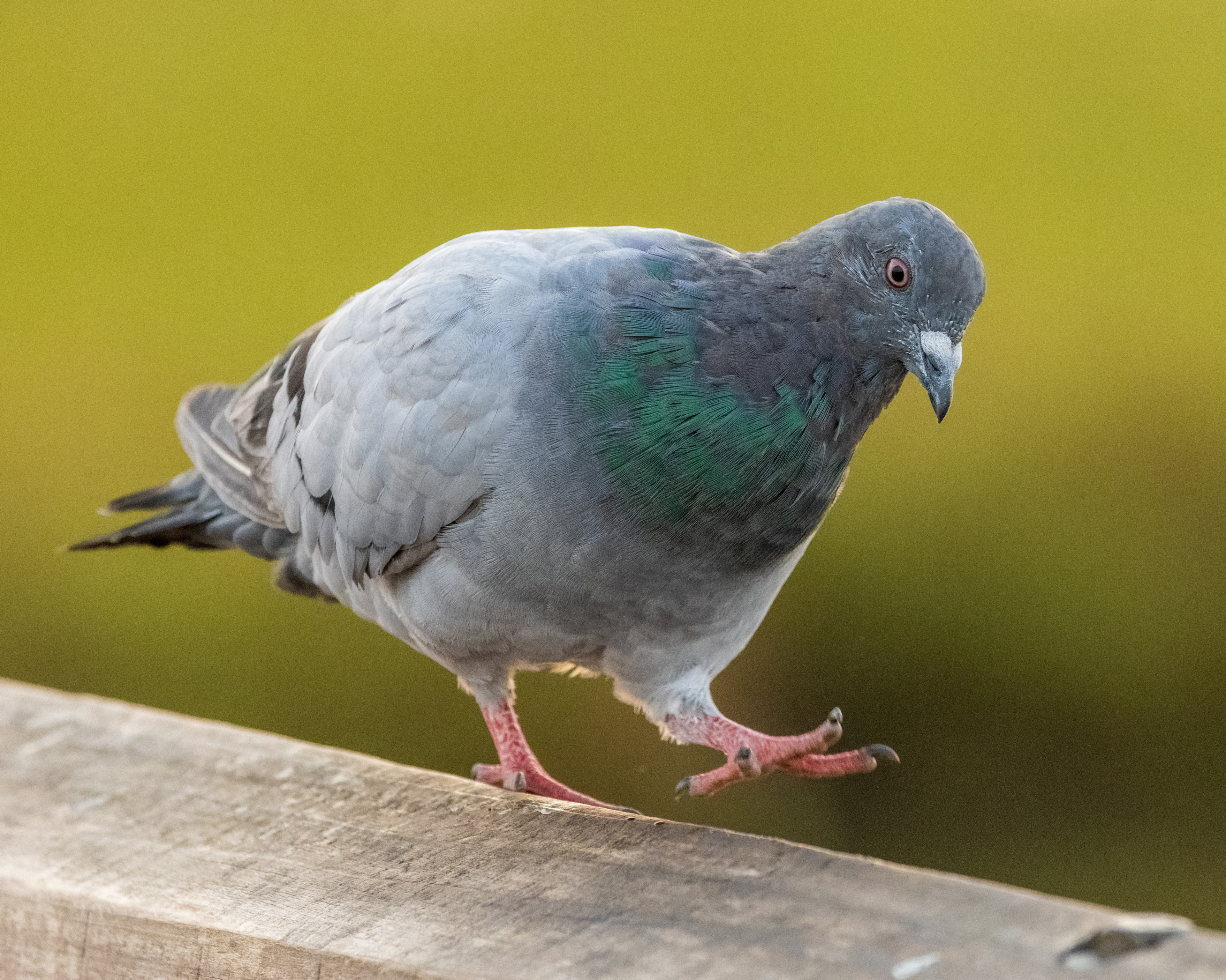 Rock Pigeon | Columba livia