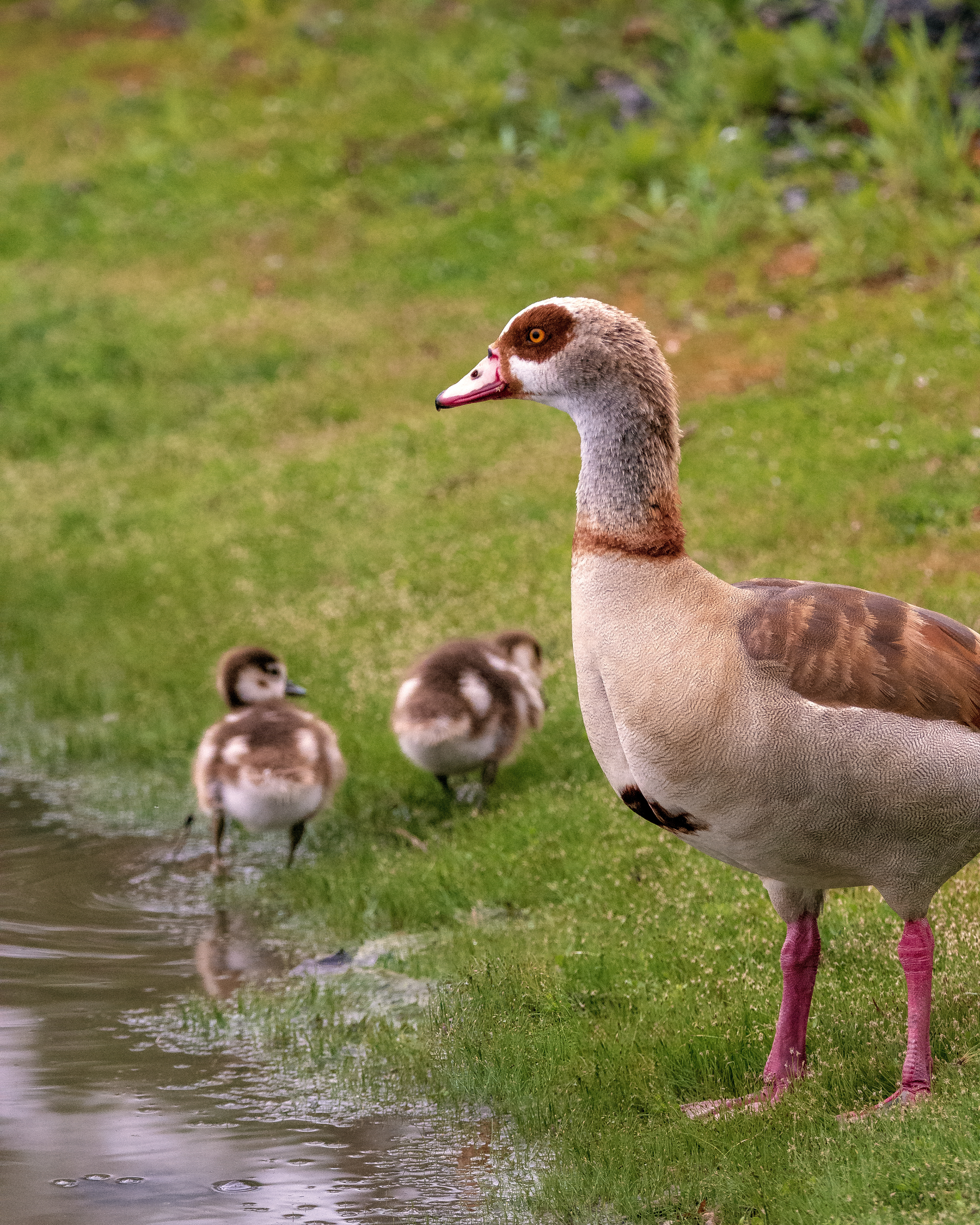 Egyptian Goose | Alopochen aegyptiaca