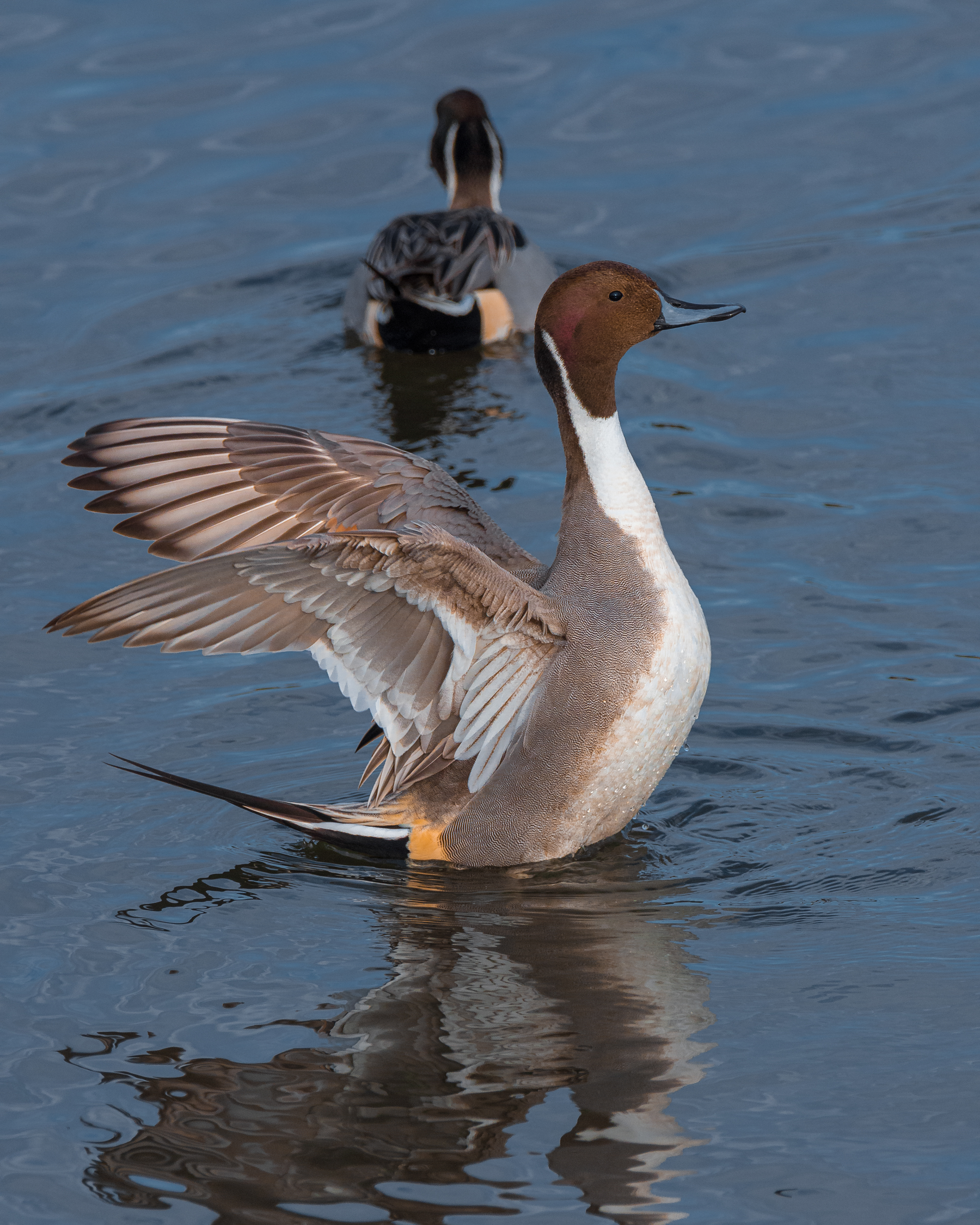 Northern Pintail | Anas acuta
